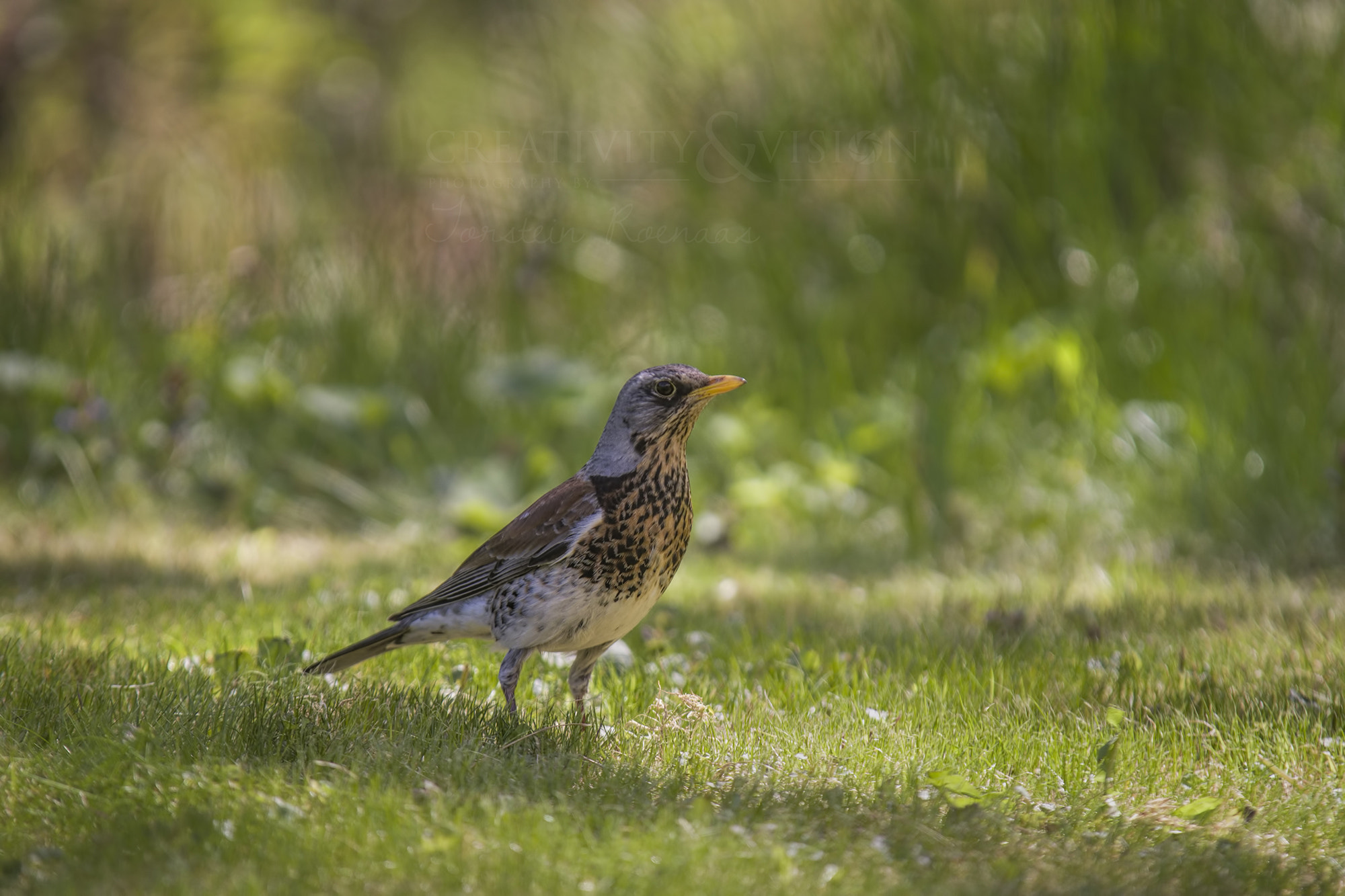 Pentax K-1 sample photo. Song thrush photography