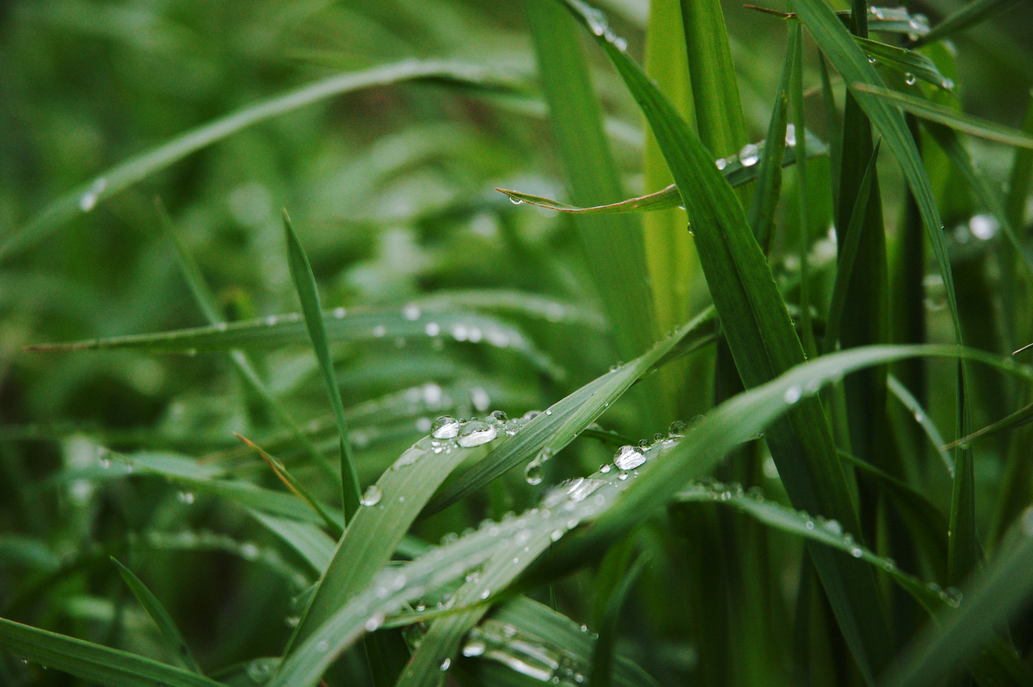 Nikon D50 sample photo. Morning photography