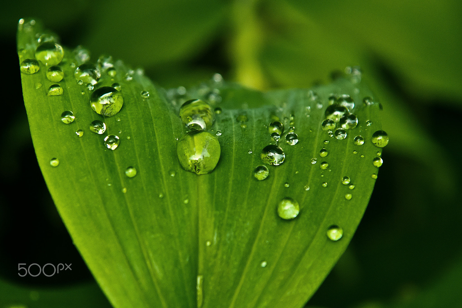 Sony DT 16-105mm F3.5-5.6 sample photo. Rain drops on a leaf photography