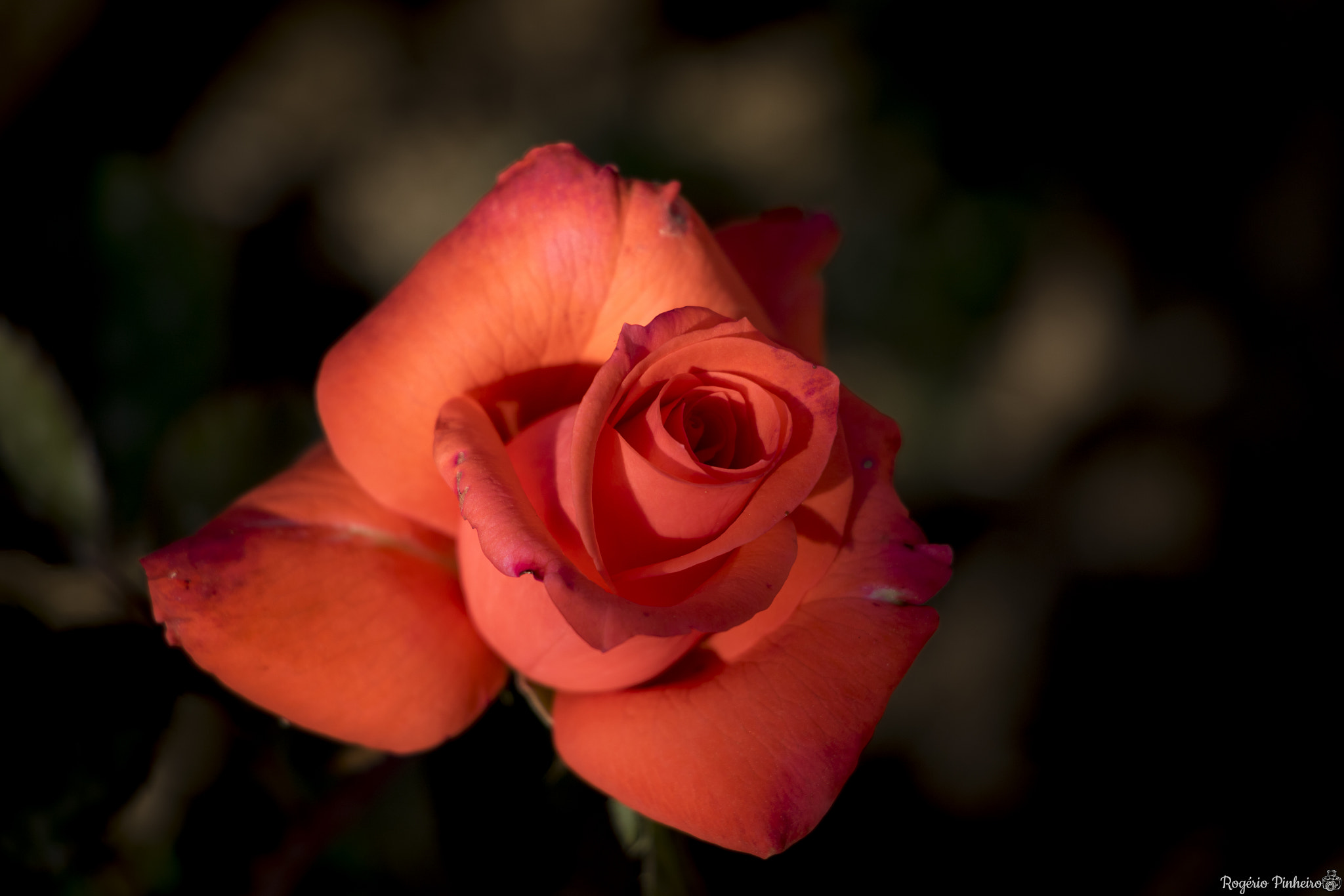 Canon EOS 7D Mark II + Canon EF-S 18-135mm F3.5-5.6 IS STM sample photo. Rosas photography