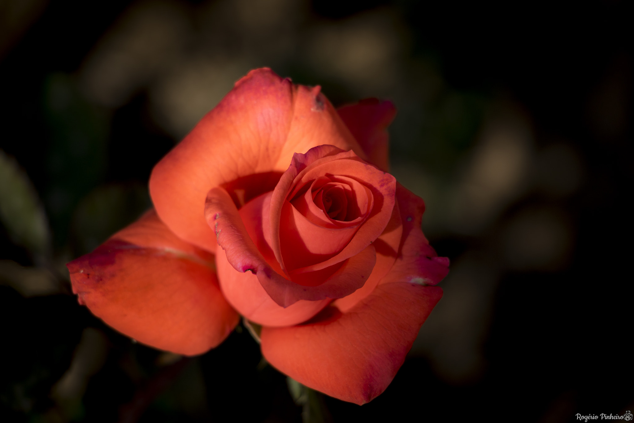 Canon EF-S 18-135mm F3.5-5.6 IS STM sample photo. Rosas photography