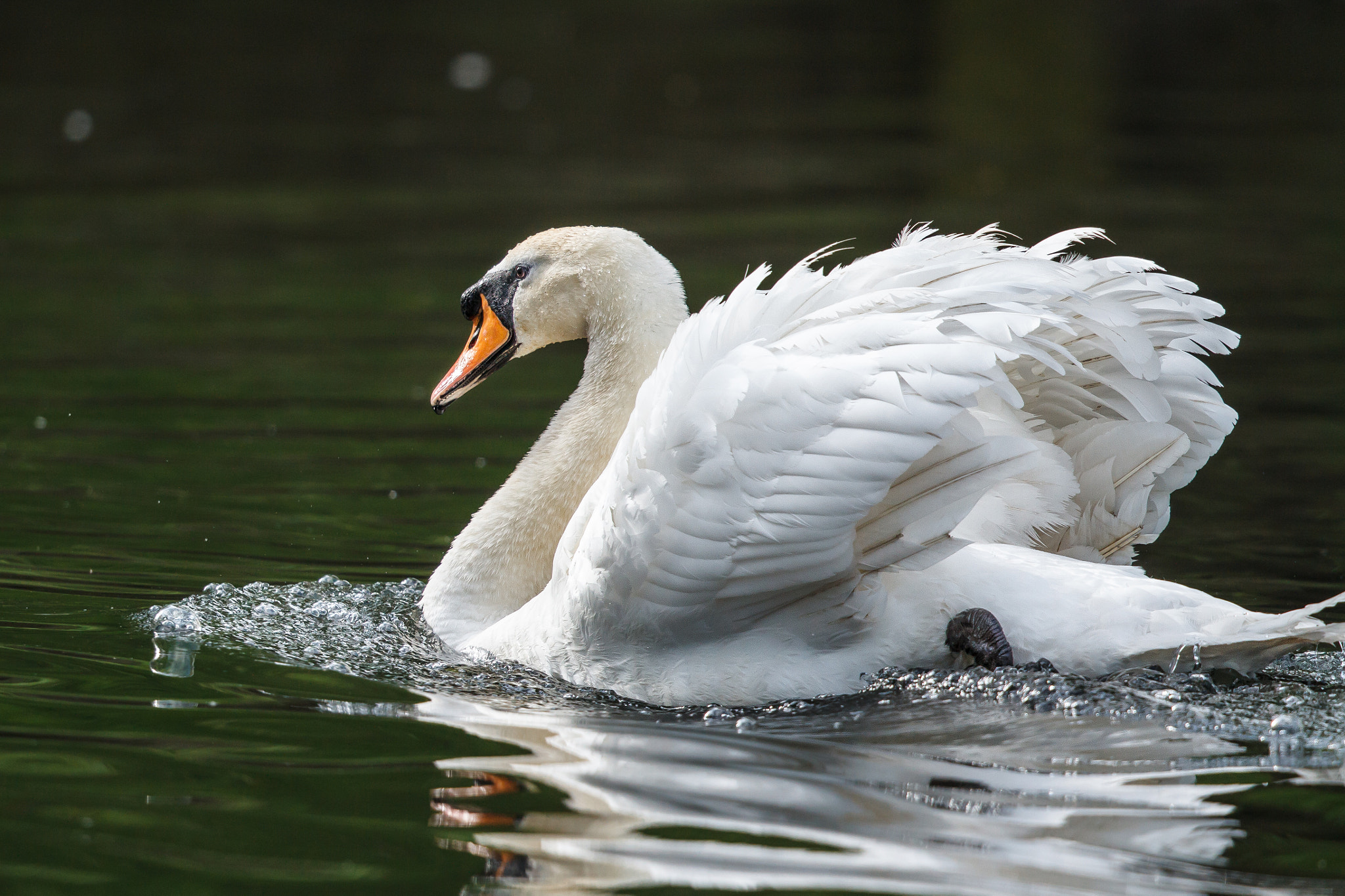 Canon EOS 7D + Canon EF 500mm F4L IS II USM sample photo. Mute swan male showboating photography