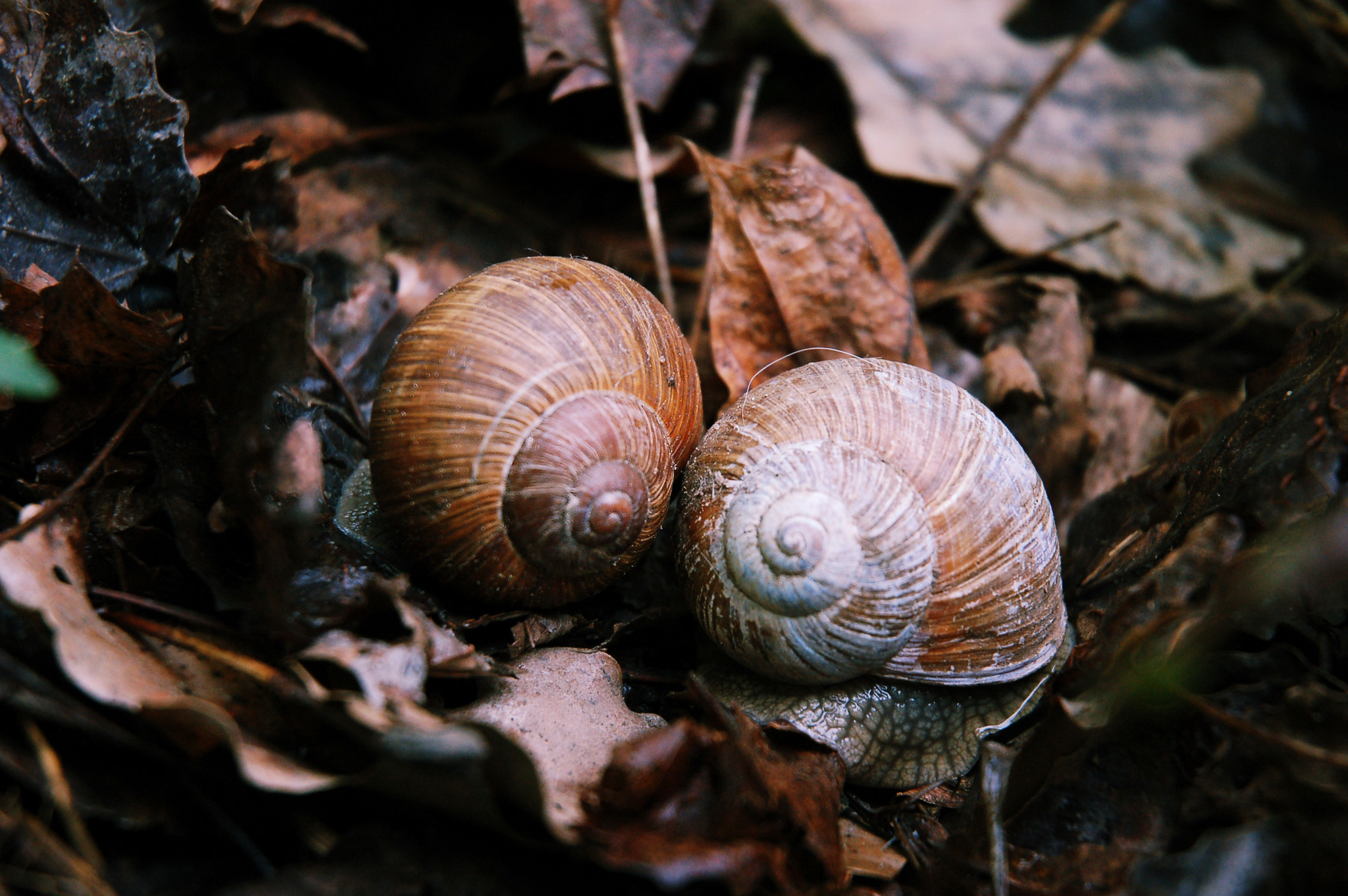Nikon D50 sample photo. Moby – la1 photography