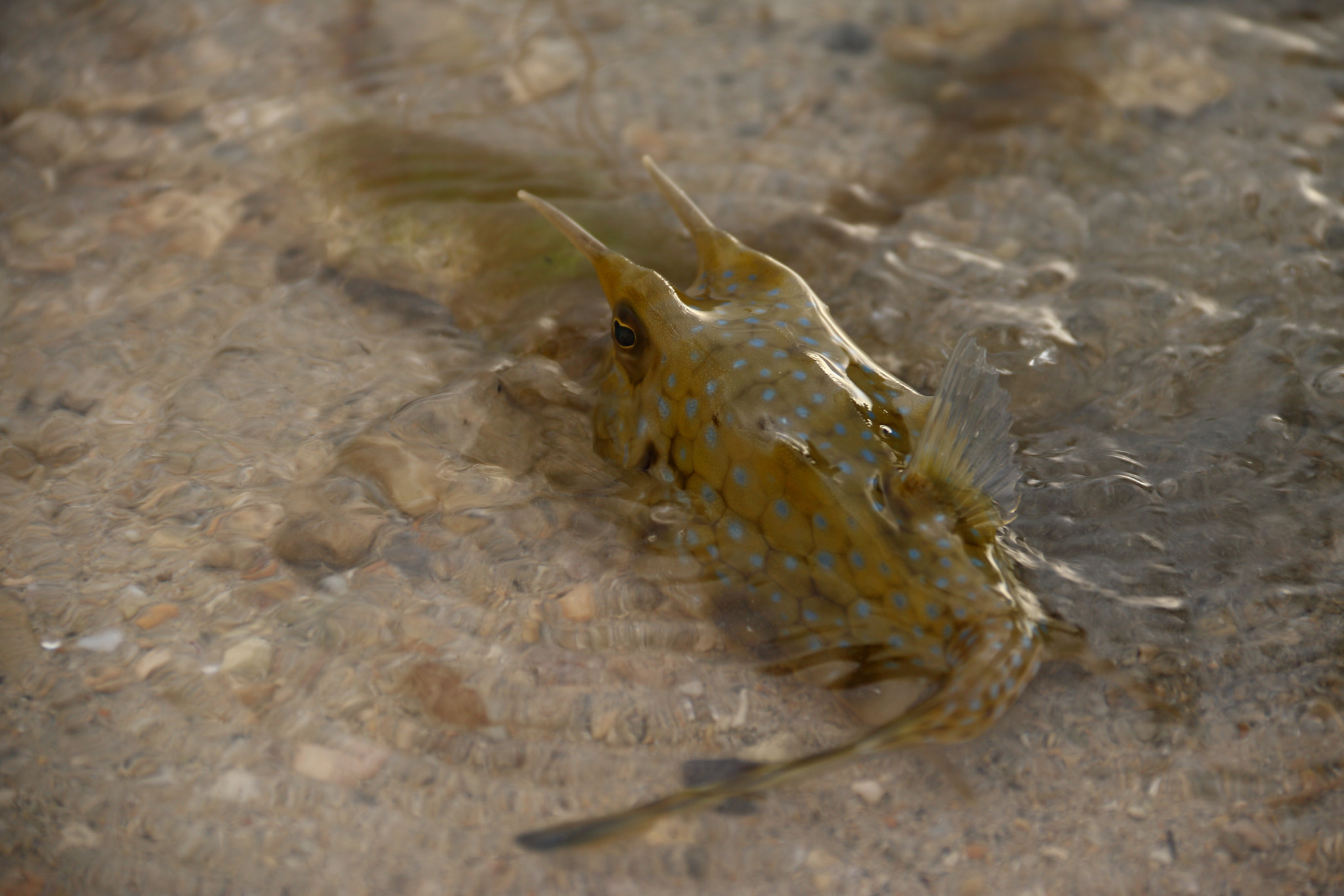 Canon EOS 750D (EOS Rebel T6i / EOS Kiss X8i) sample photo. Fishy cow photography