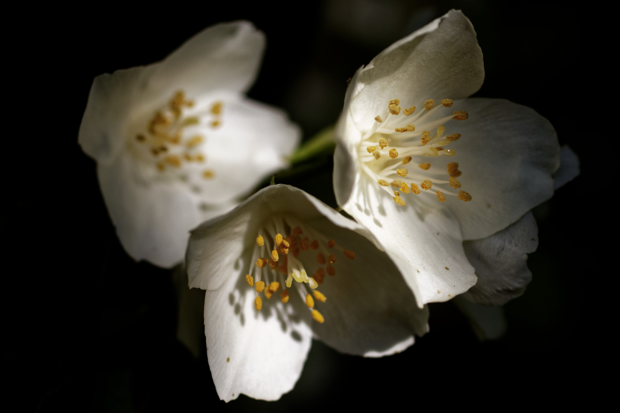 Canon EF 50mm F2.5 Macro sample photo. White flowers photography