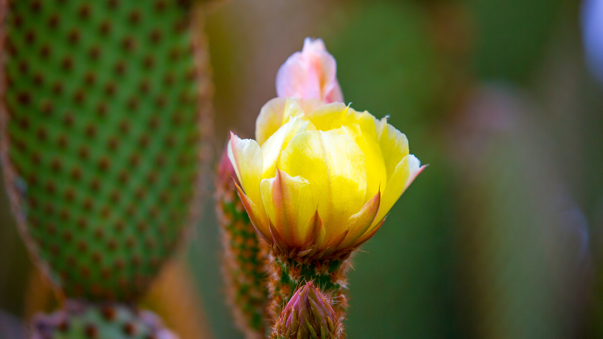 Canon EF 100-400mm F4.5-5.6L IS II USM sample photo. Cactus photography