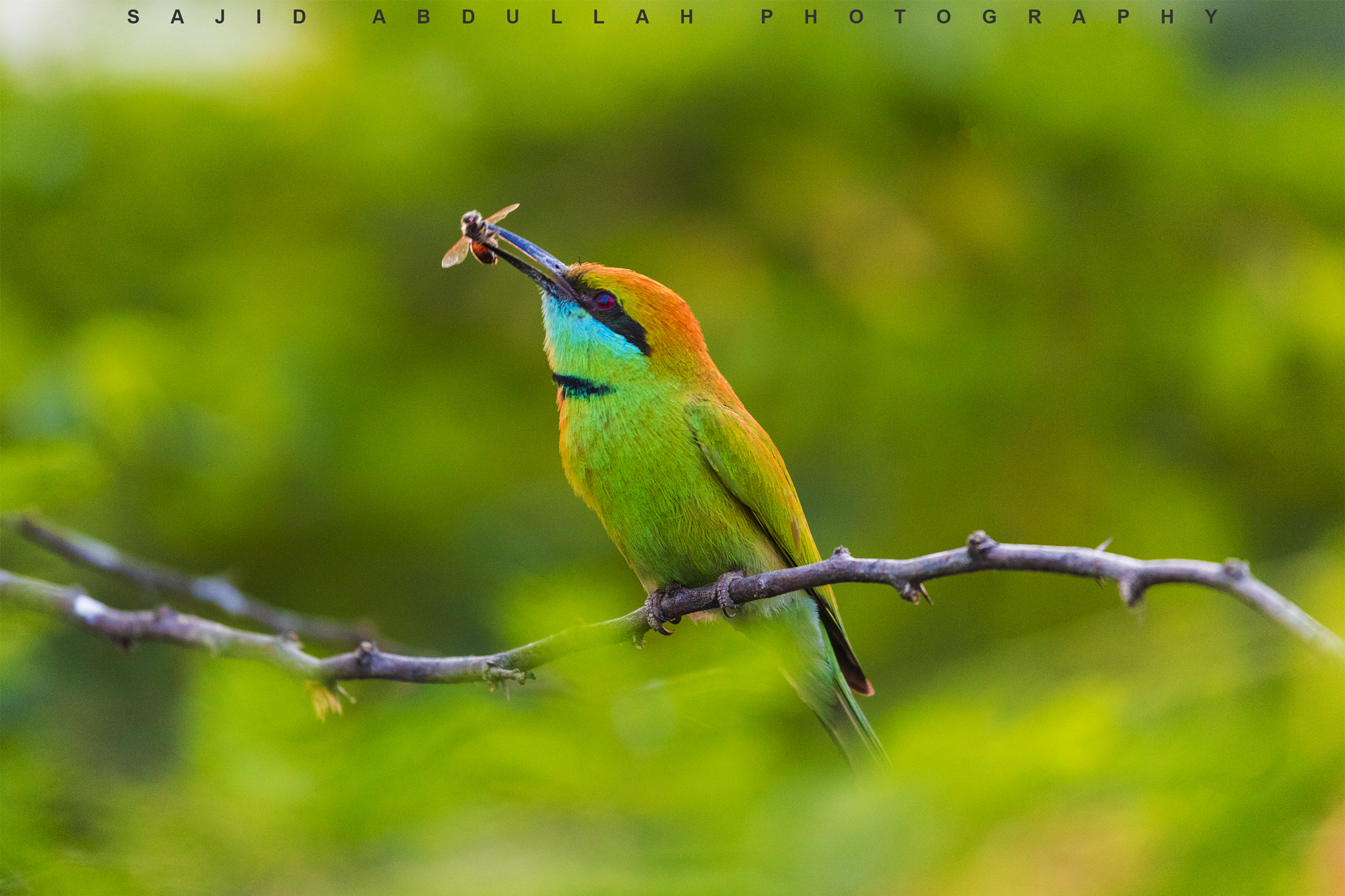 Canon EF 100-400mm F4.5-5.6L IS II USM sample photo. Breakfast time! photography