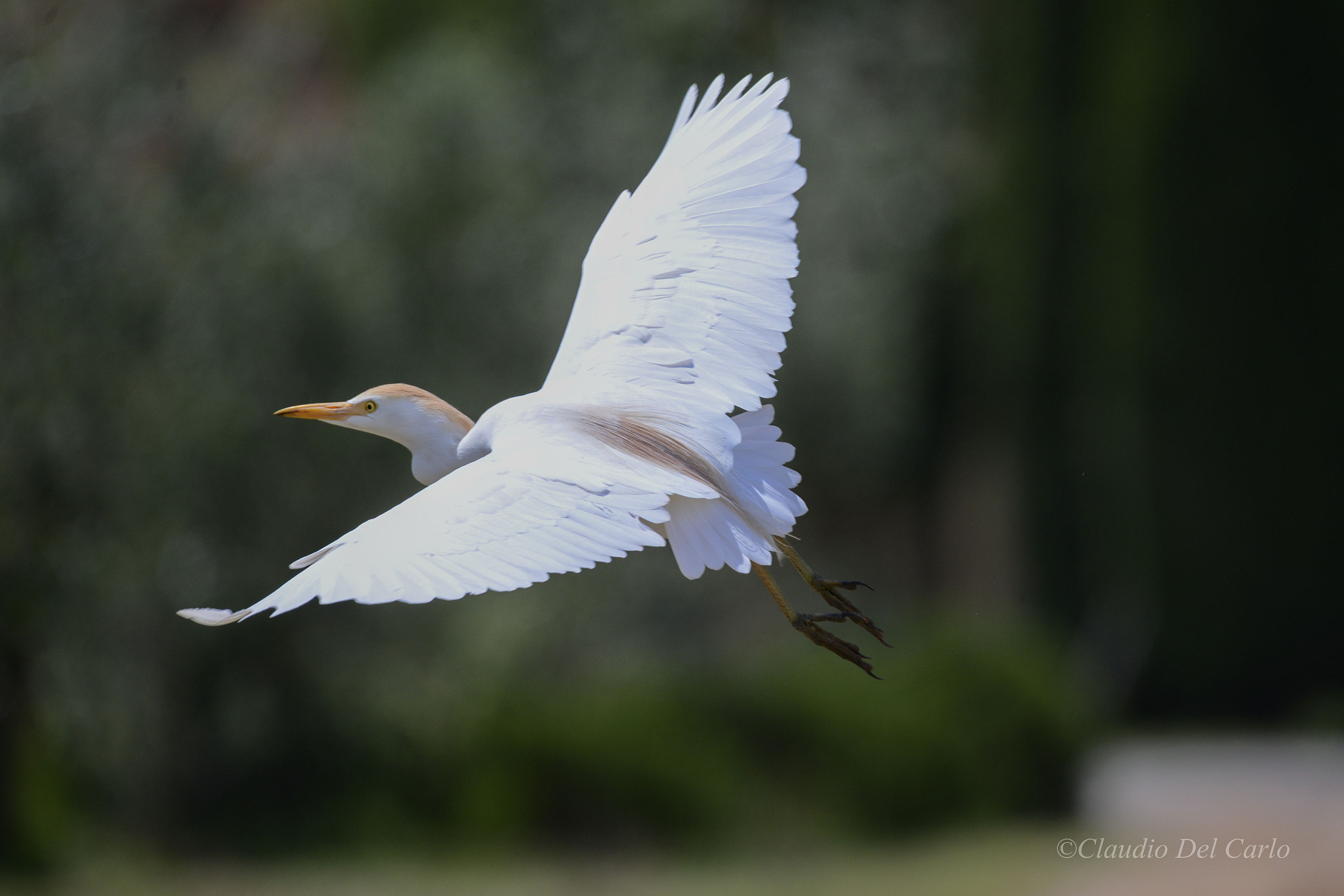Sigma 150-600mm F5-6.3 DG OS HSM | S sample photo. 170516_1222.jpg photography