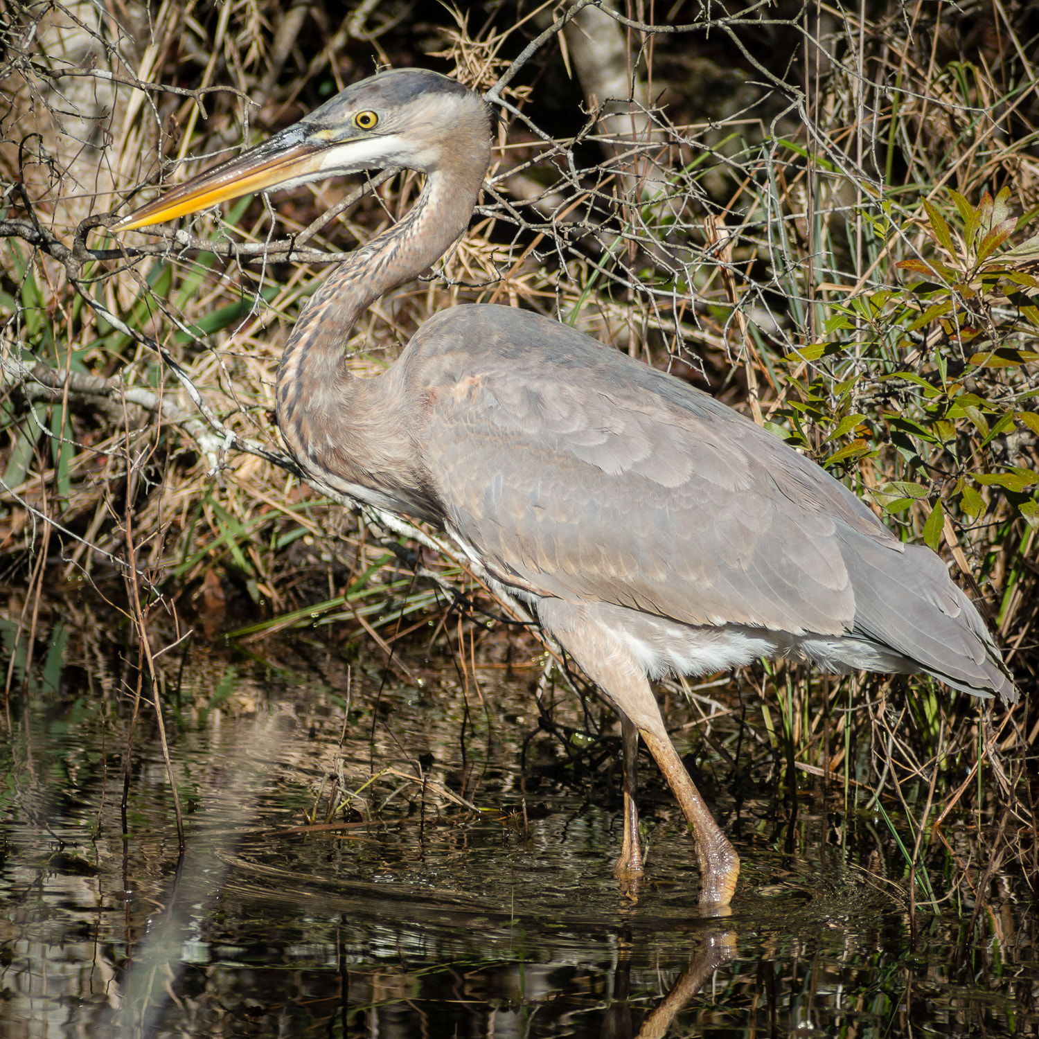AF Zoom-Nikkor 24-50mm f/3.3-4.5 sample photo. Blue heron photography