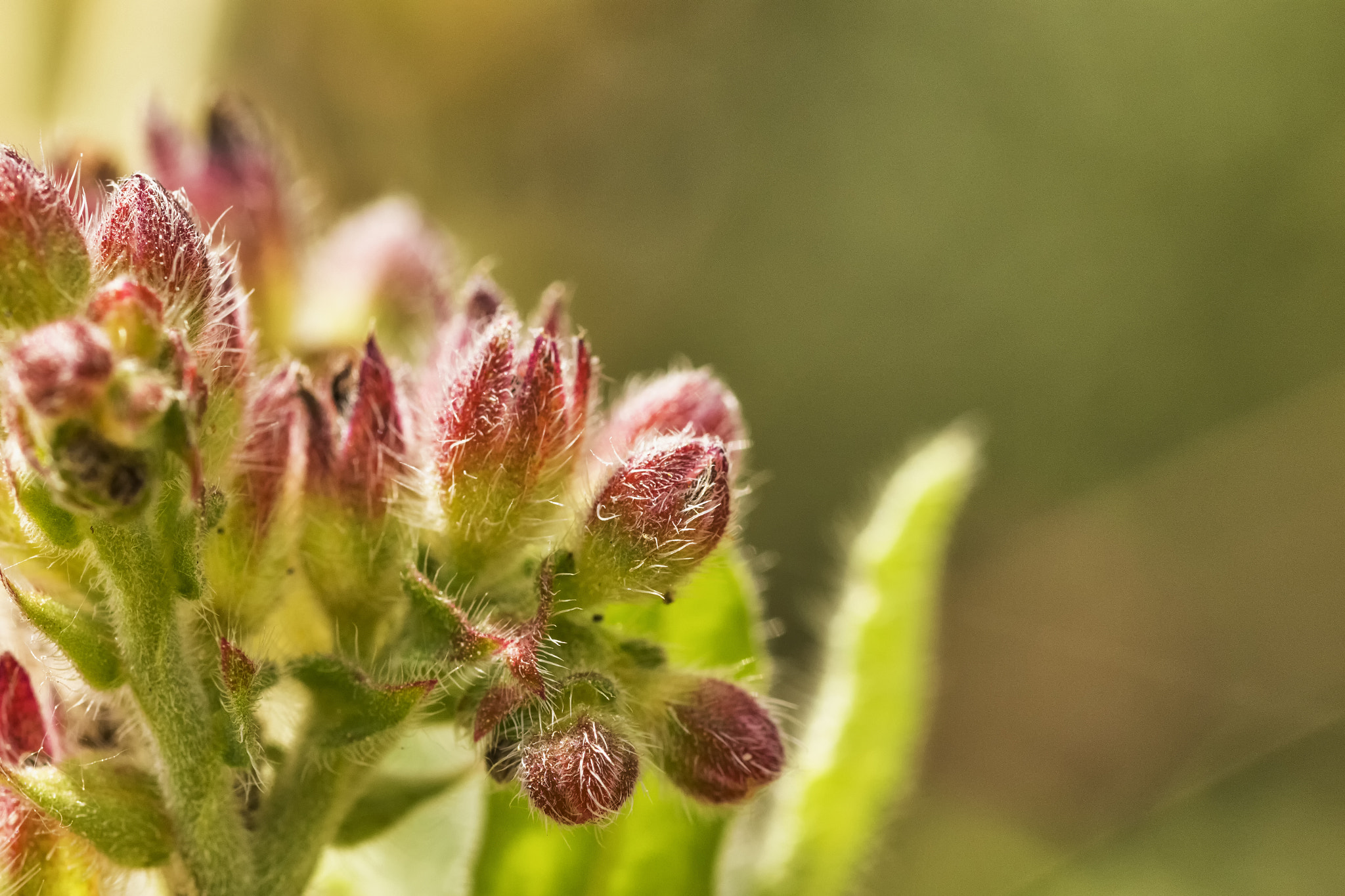 Sigma 105mm F2.8 EX DG OS HSM sample photo. The peacefull flowers photography