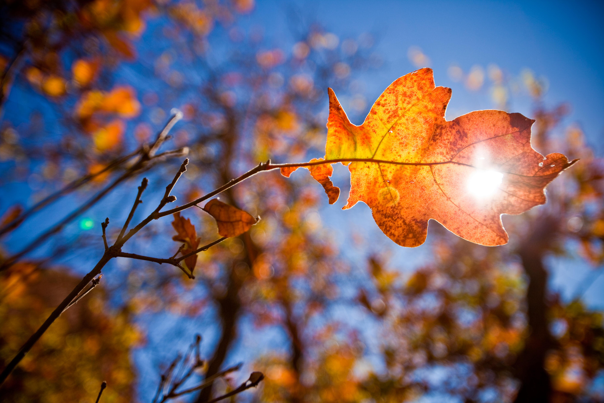 Canon EOS 5D Mark II + Canon EF 16-35mm F2.8L USM sample photo. Sunny leaf photography