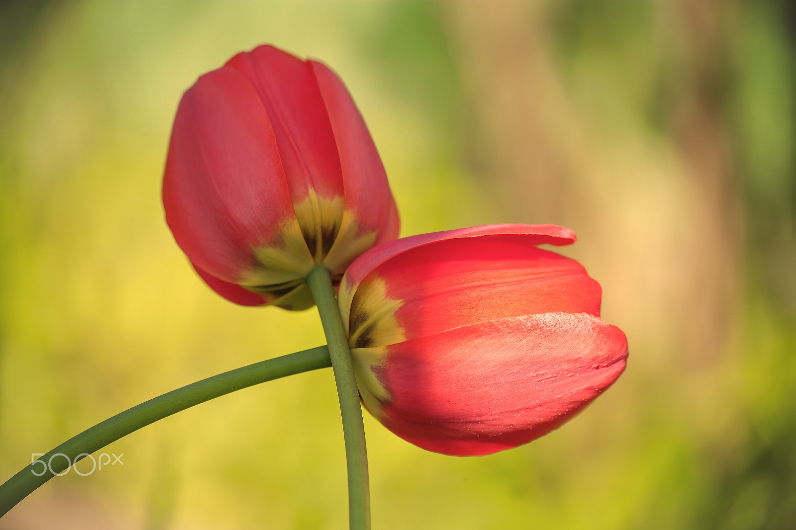 Sigma 70-300mm F4-5.6 APO DG Macro sample photo. The union of two tulips photography