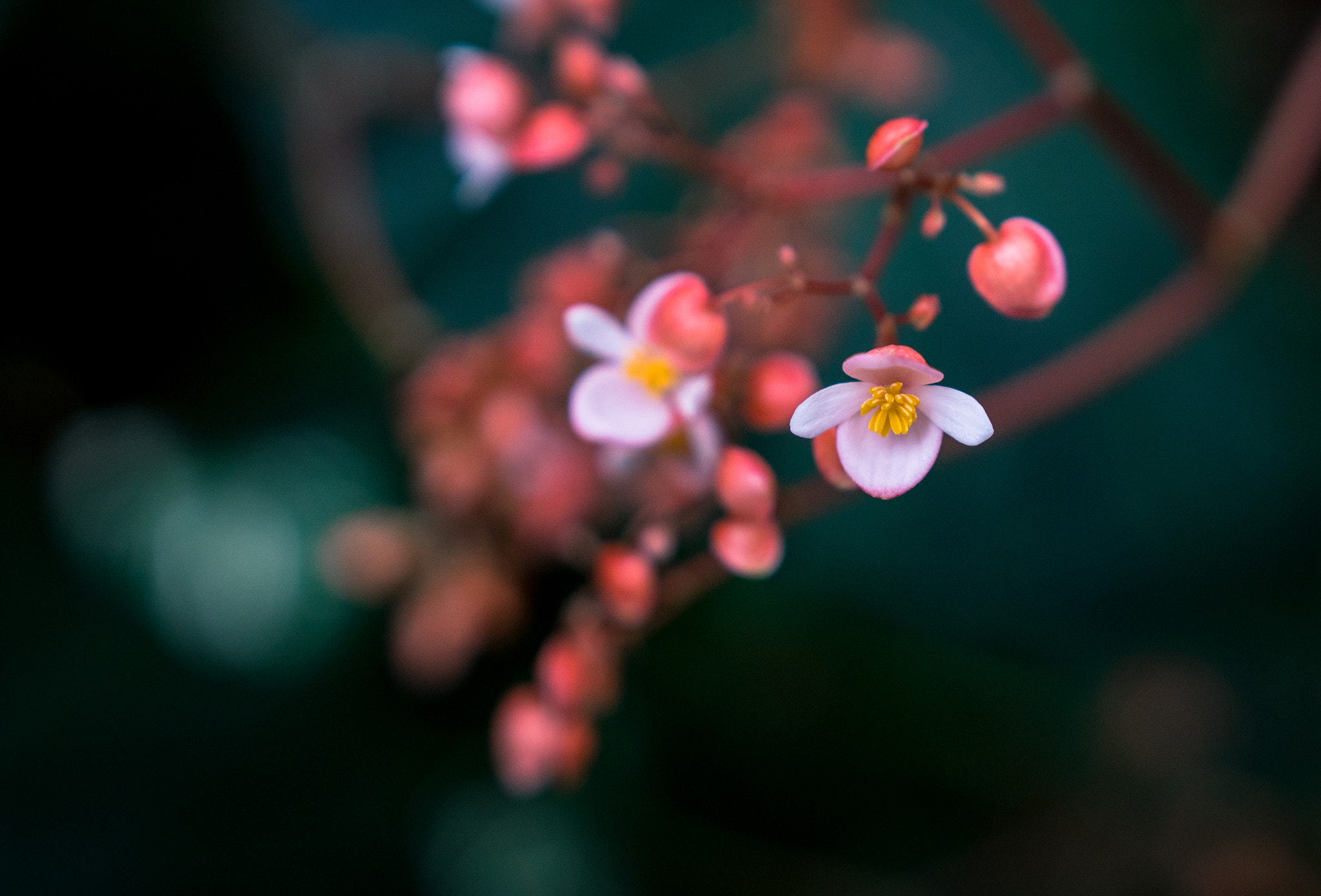 Sony a6300 + 18-35mm F1.8 DC HSM | Art 013 sample photo. Tiny blooms photography