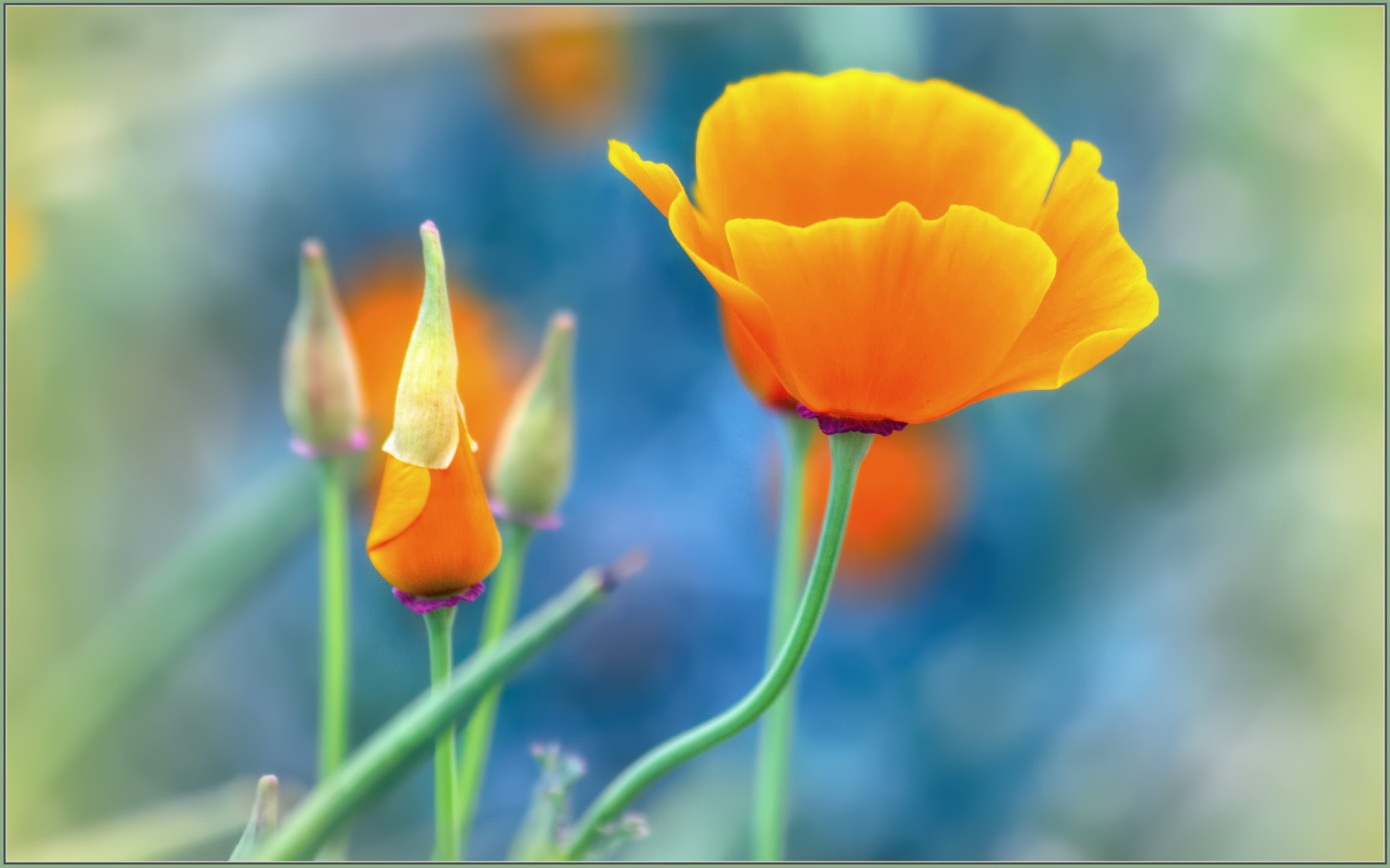 Sigma 70-300mm F4-5.6 APO Macro Super II sample photo. Flames... photography