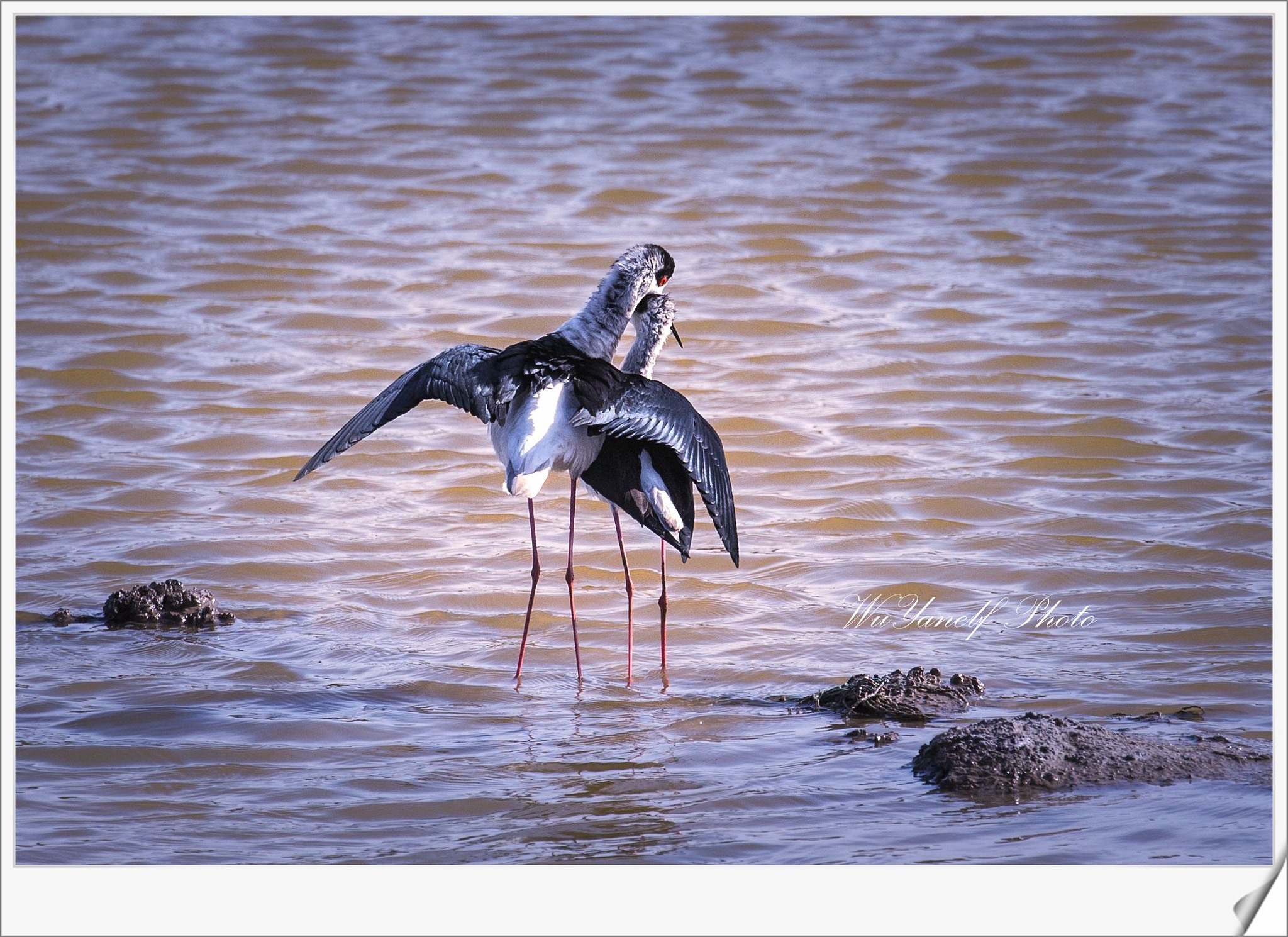 Canon EF 100-400mm F4.5-5.6L IS II USM sample photo. Love photography