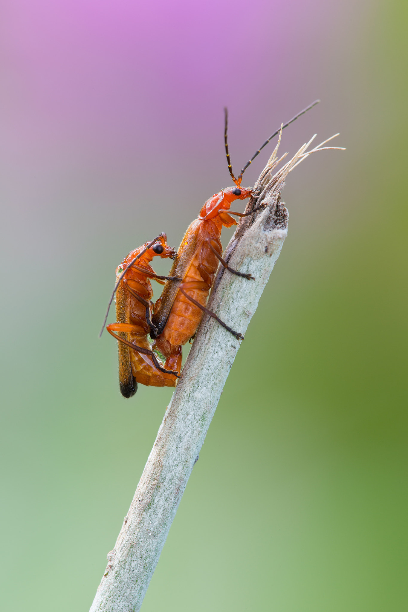Canon EF 180mm F3.5L Macro USM sample photo. Rhagonycha fulva photography