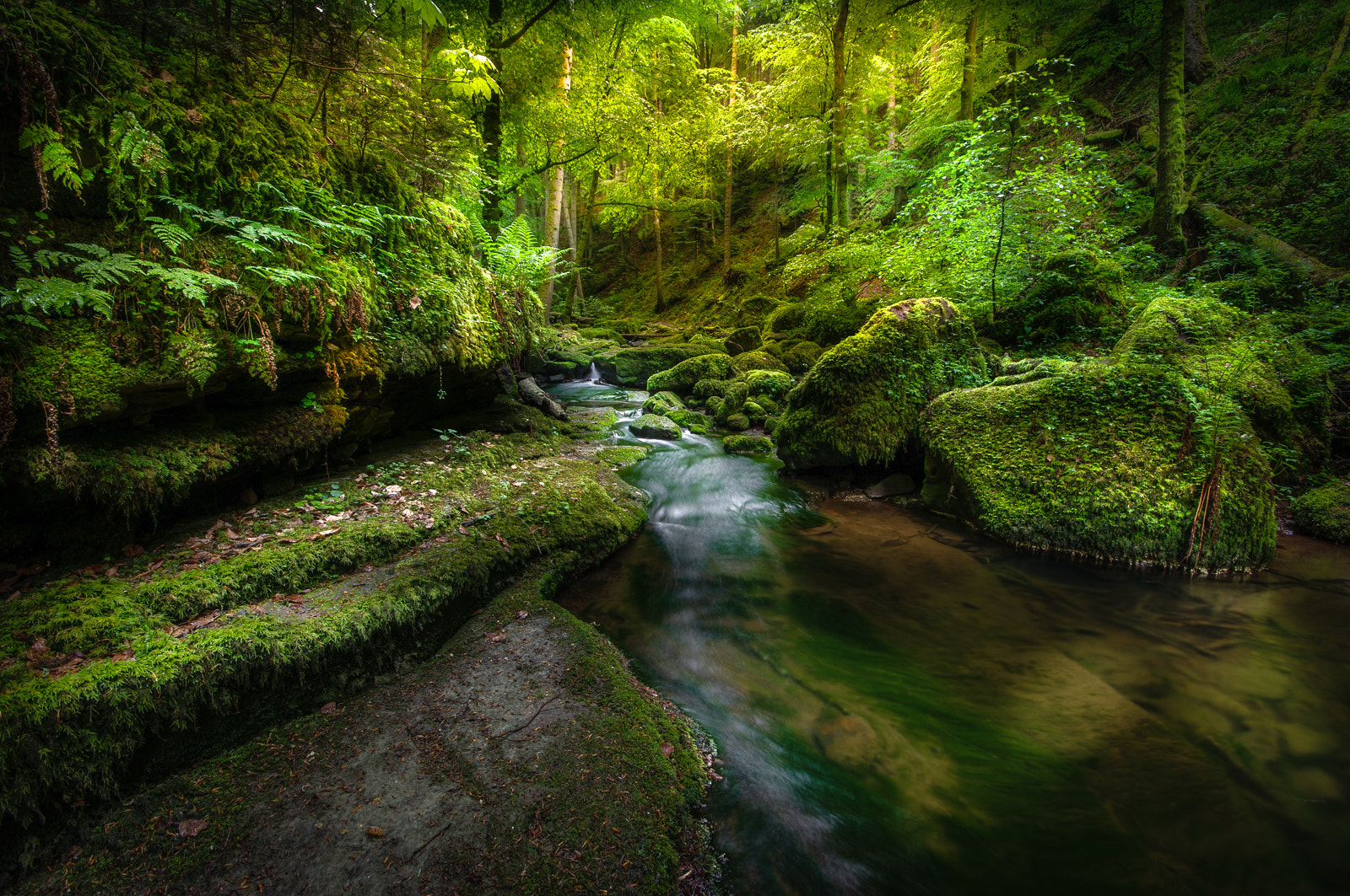 Sigma AF 10-20mm F4-5.6 EX DC sample photo. Spring forest photography