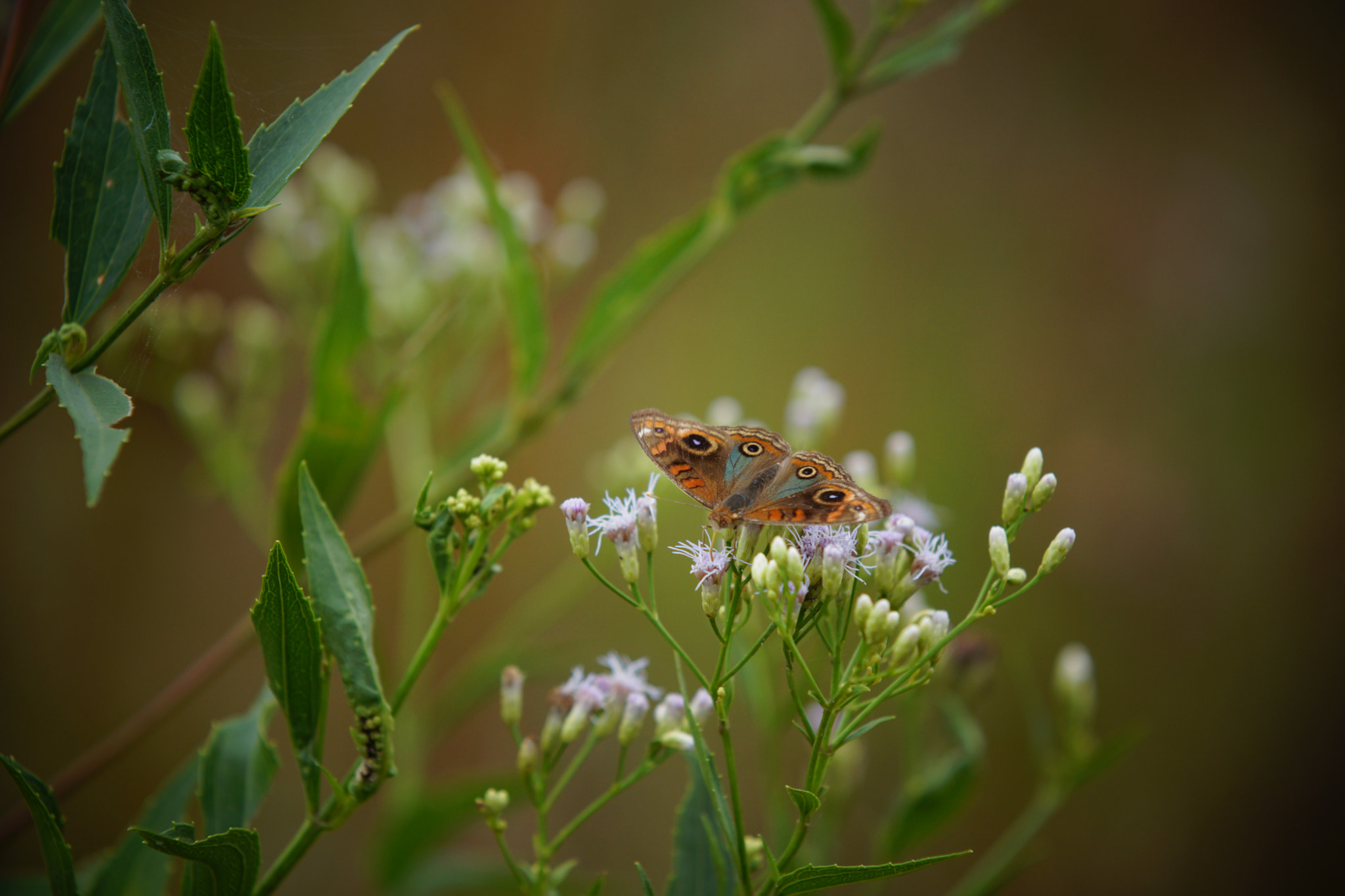 Sony SLT-A77 + Minolta/Sony AF 70-200mm F2.8 G sample photo. Butterfly photography