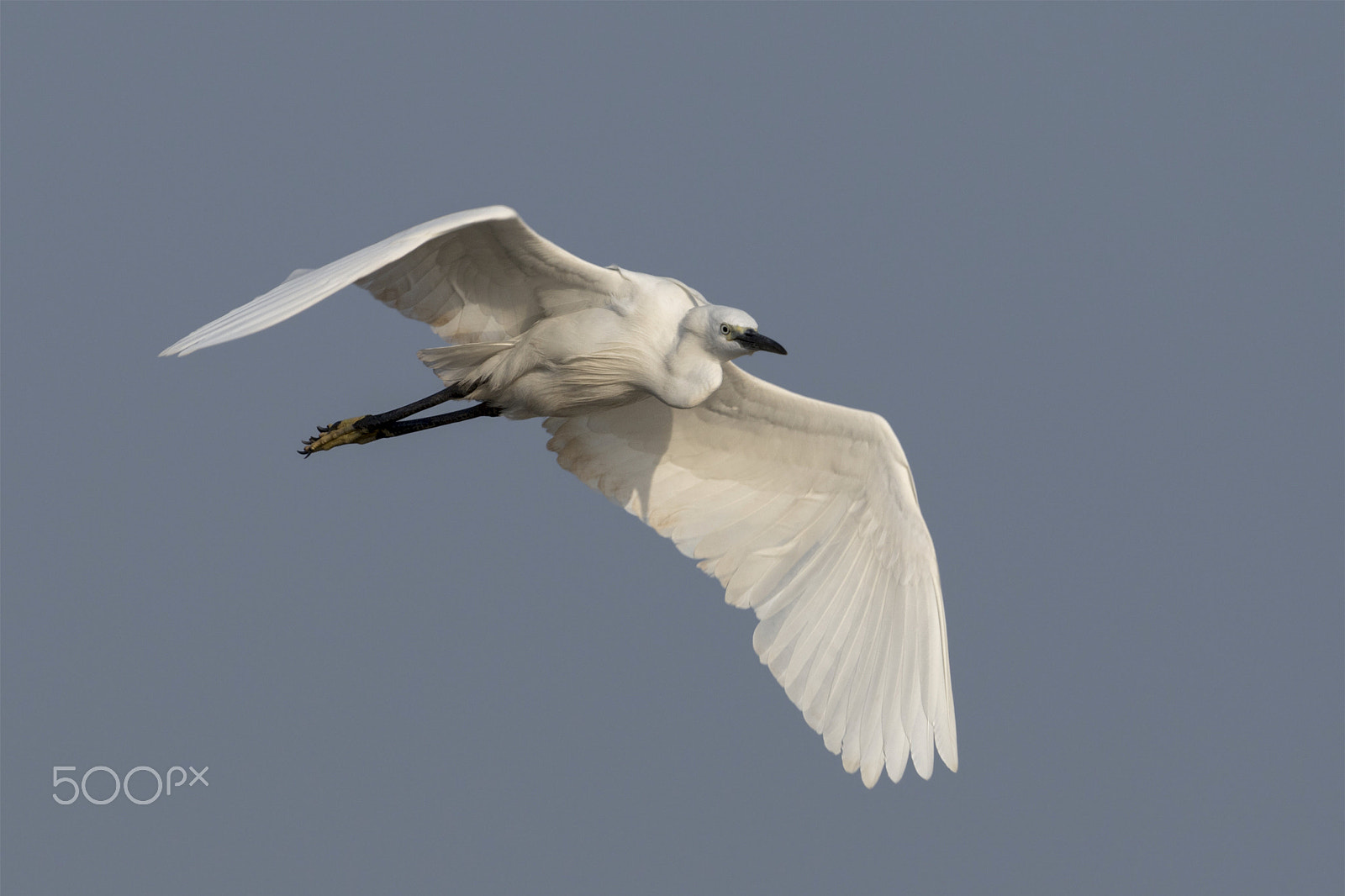 Nikon D5 + Nikon AF-S Nikkor 600mm F4G ED VR sample photo. Elegant flying machine: little egret photography