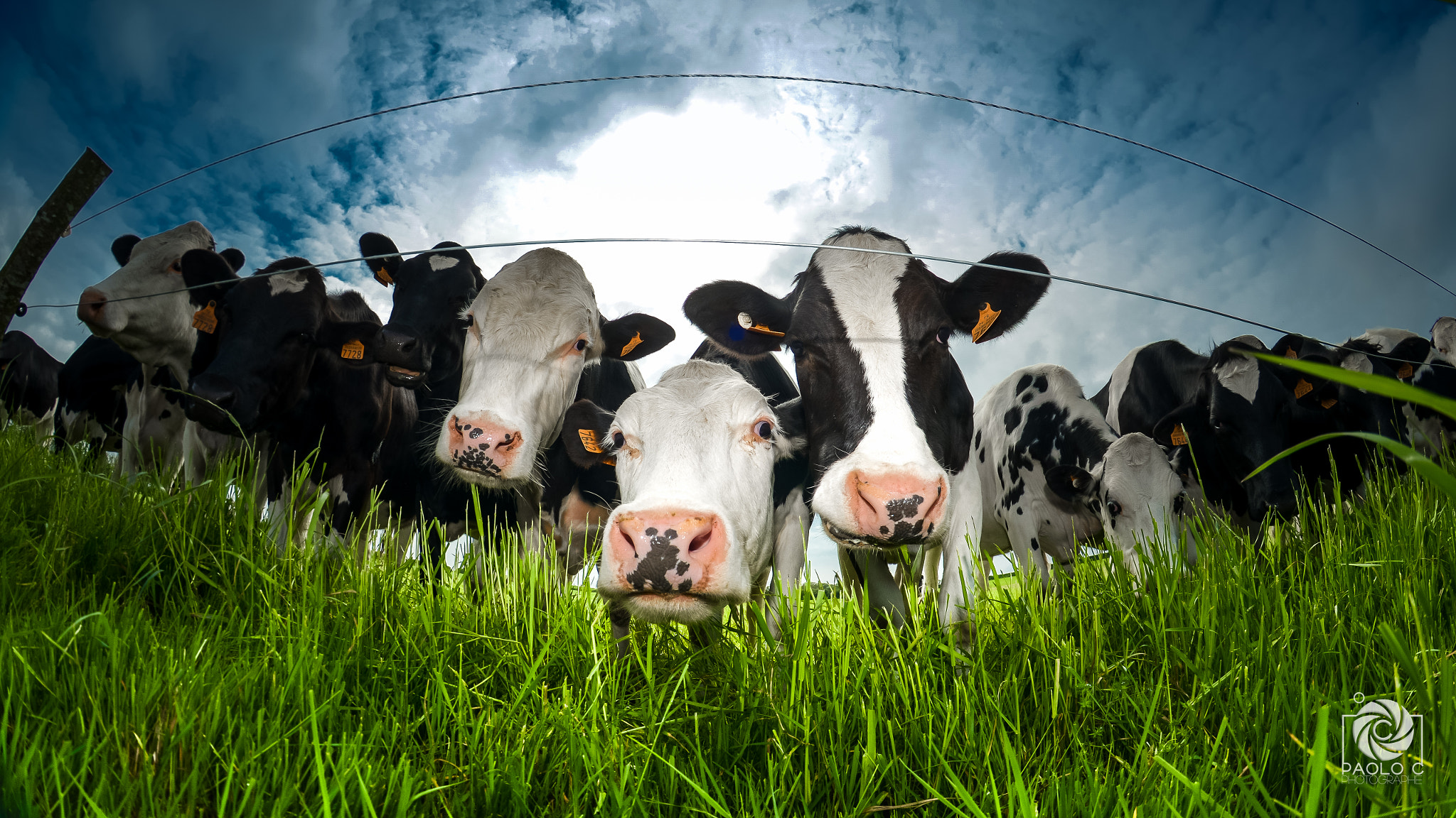 Nikon D800 + Samyang 8mm F3.5 Aspherical IF MC Fisheye sample photo. I'm in love with the cow cow  photography