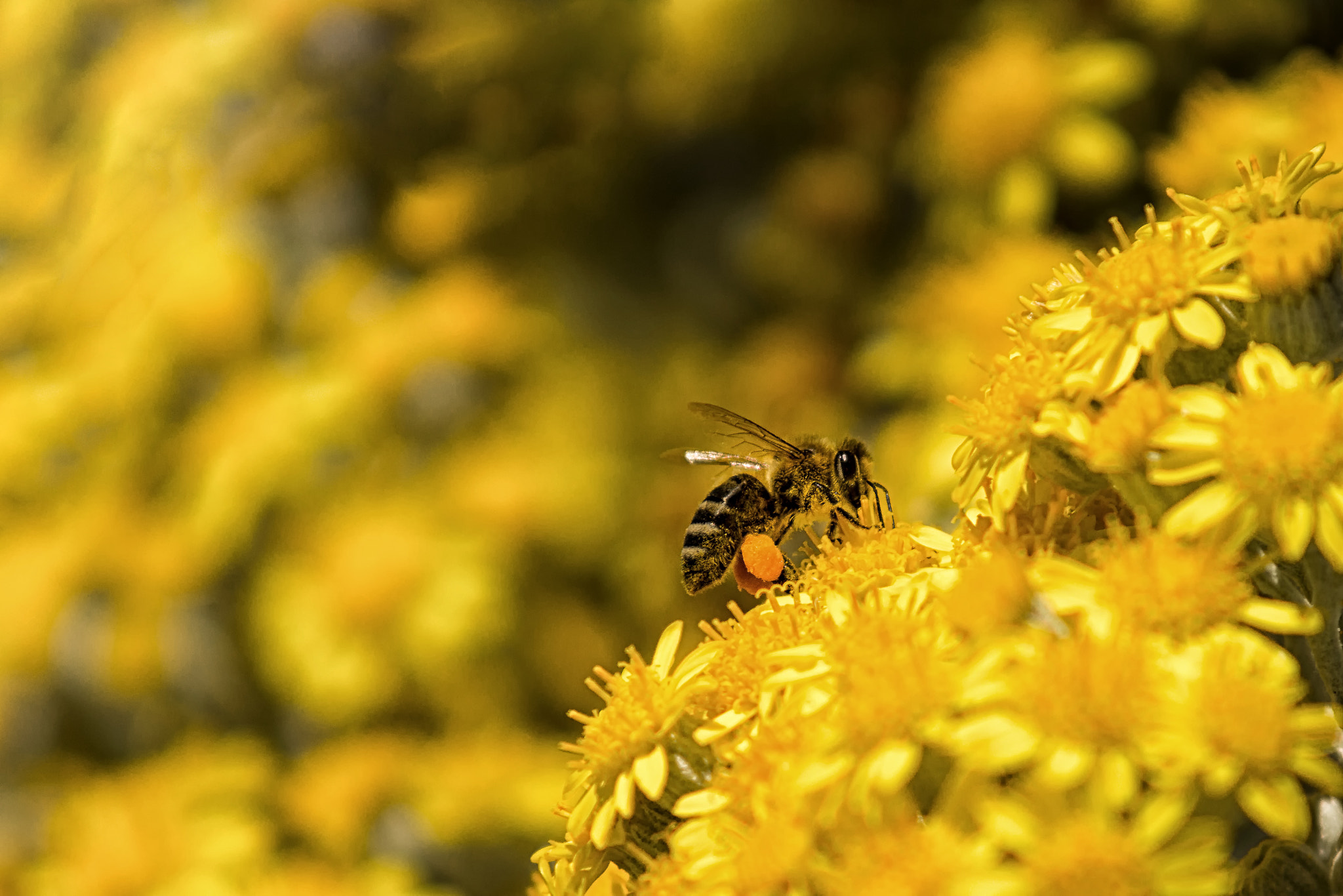 Sony SLT-A77 + Minolta AF 70-210mm F4 Macro sample photo. Honeybee photography