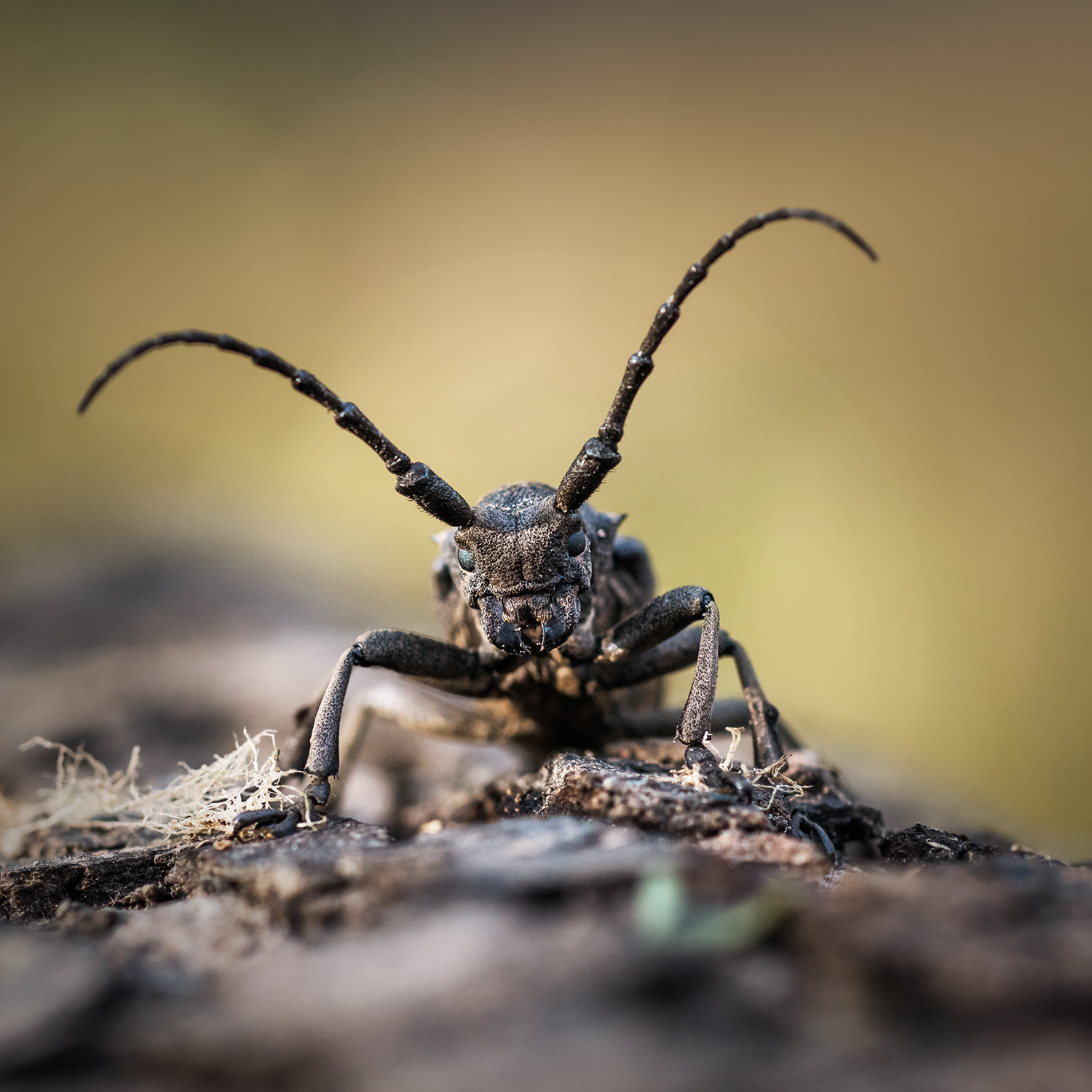 Sony a99 II + Sony 100mm F2.8 Macro sample photo. Monster photography