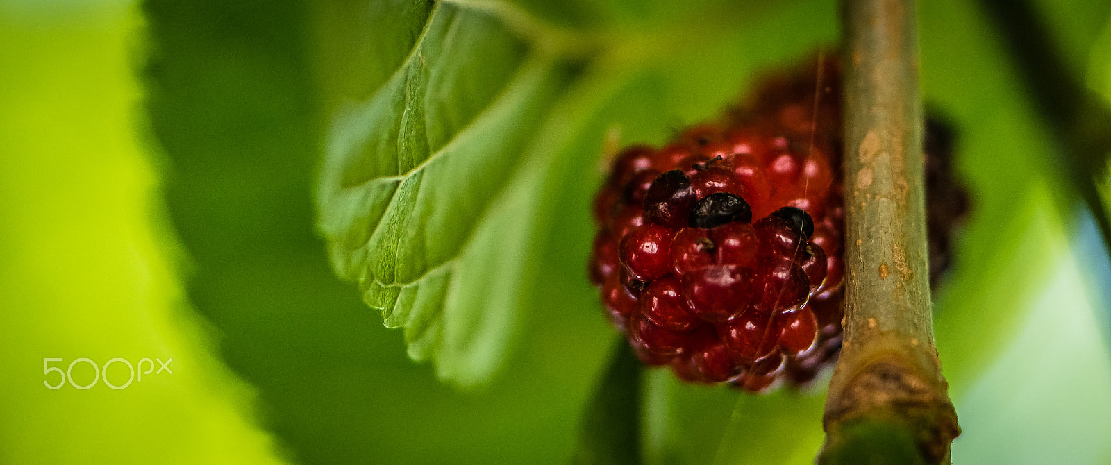 Samsung NX 60mm F2.8 Macro ED OIS SSA sample photo. Mulberry photography