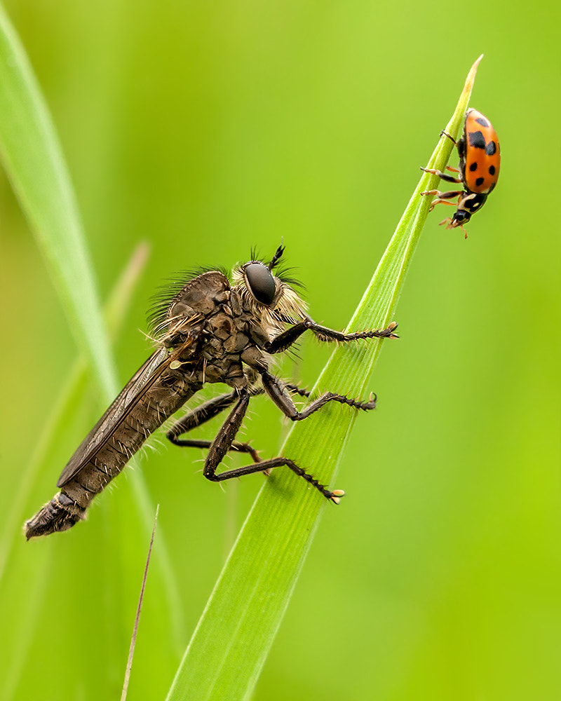 Canon EOS 40D + Canon EF 100mm F2.8L Macro IS USM sample photo. Asilidae & lady bug photography