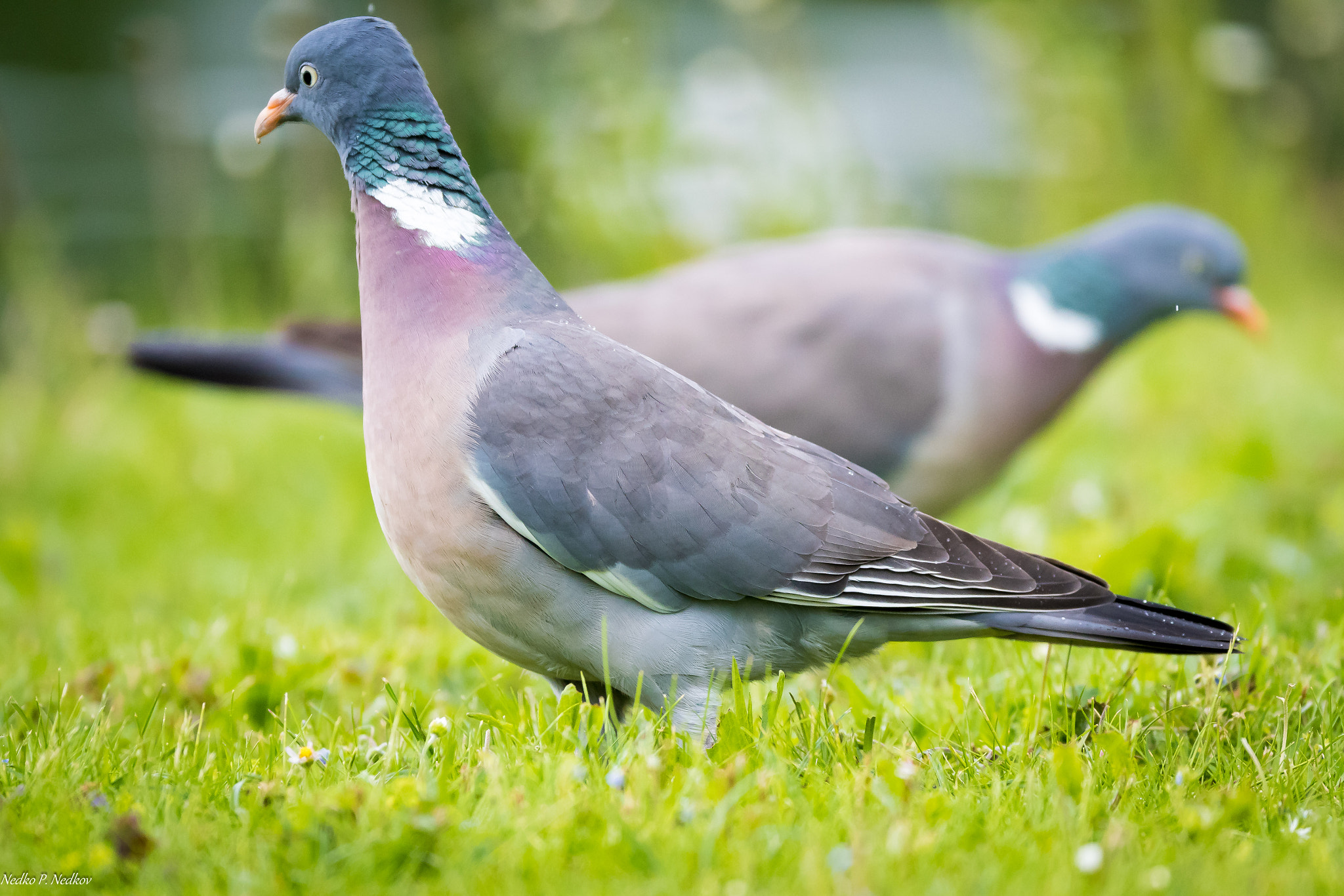 Nikon AF-S Nikkor 600mm F4E FL ED VR sample photo. The common wood pigeon photography