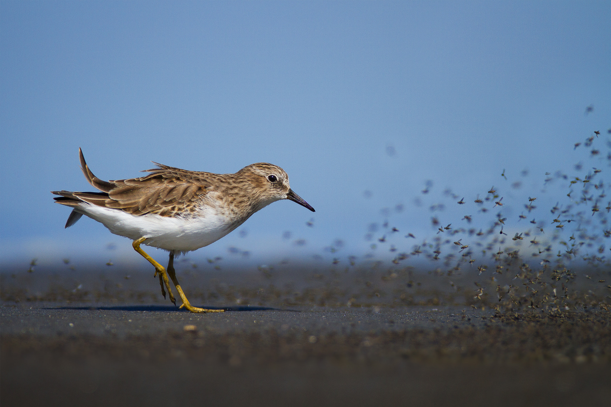 Canon EOS 7D + Canon EF 600mm f/4L IS sample photo. Least sandpiper photography