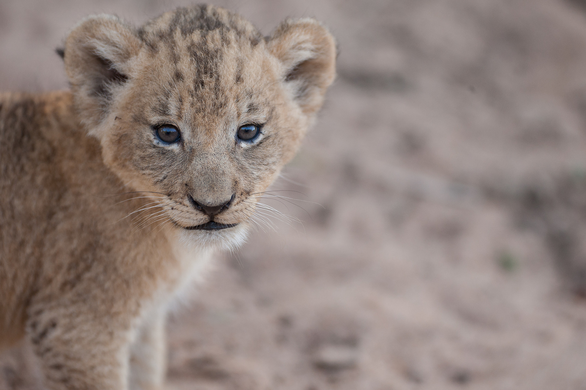 Nikon D3 sample photo. Cute cub photography