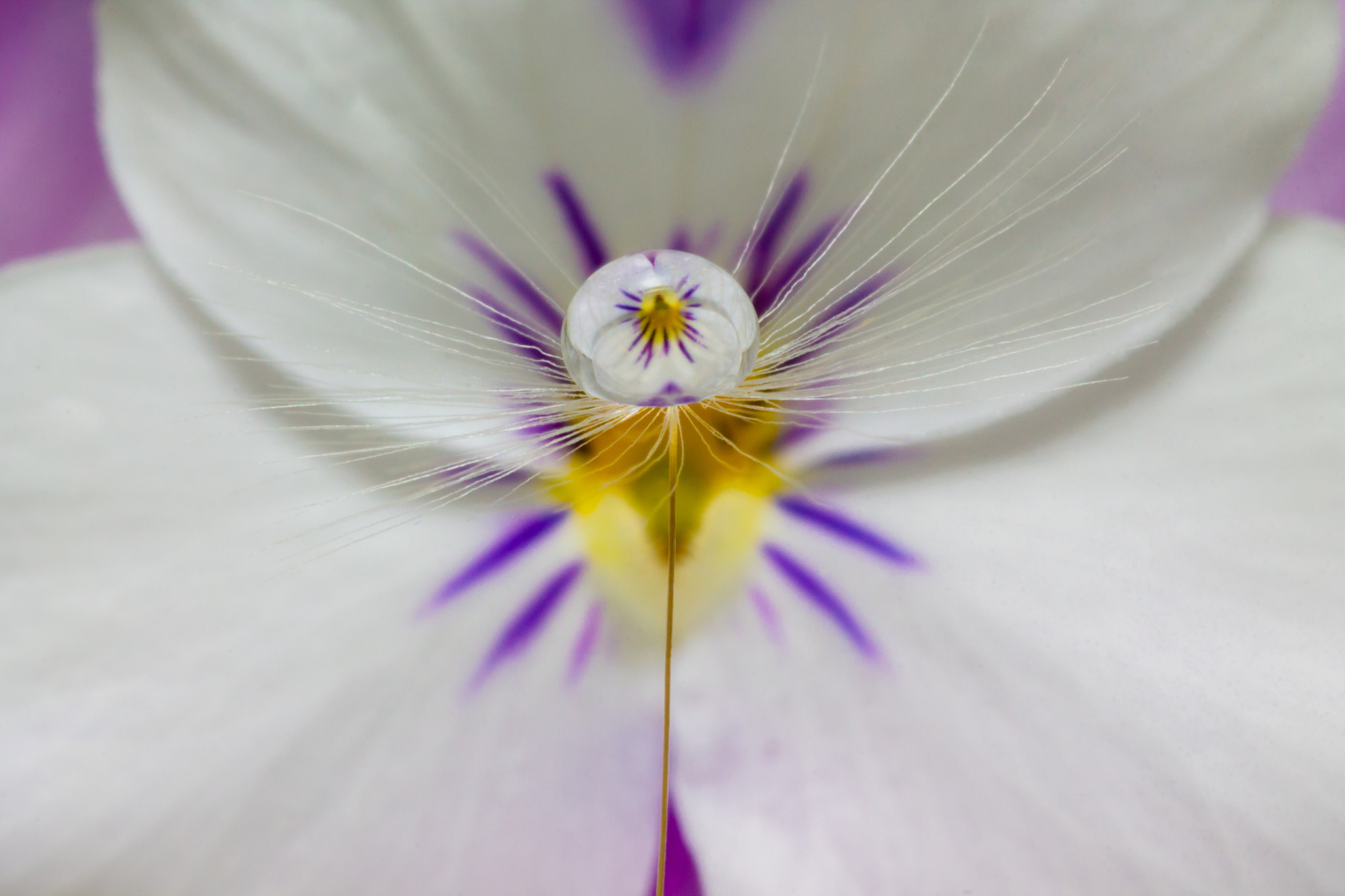 Tamron SP AF 90mm F2.8 Di Macro sample photo. Dandelion and viola photography
