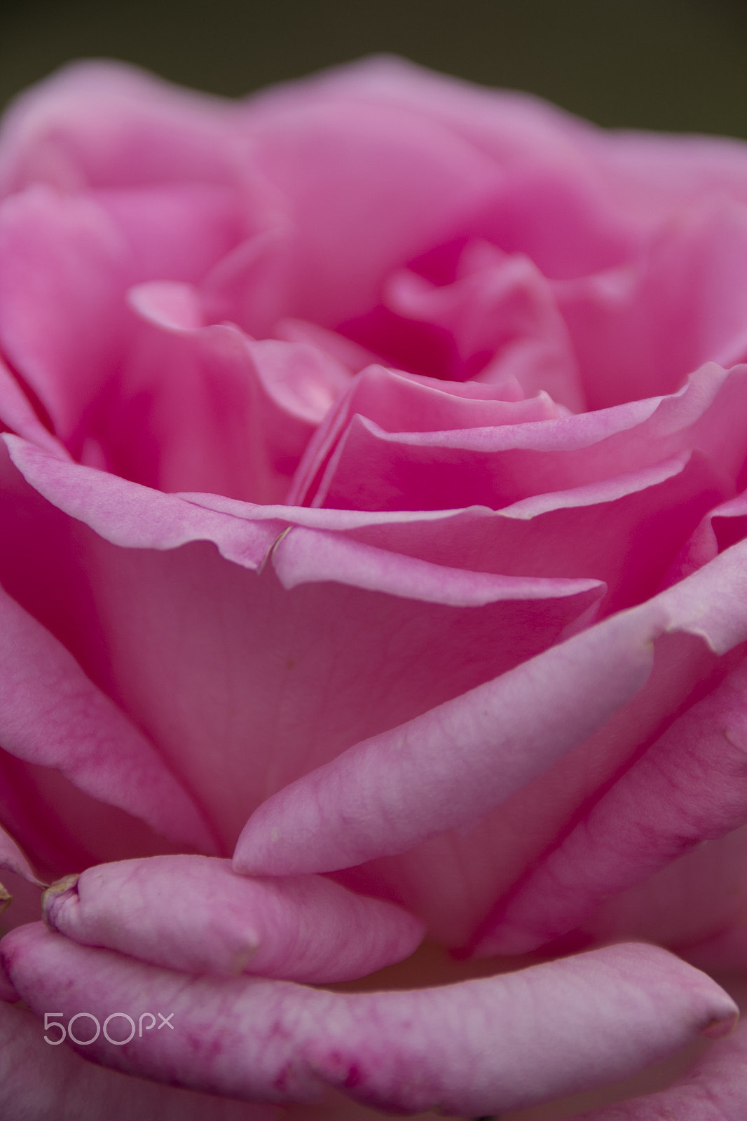 Canon EF 75-300mm F4.0-5.6 IS USM sample photo. Pink flower photography