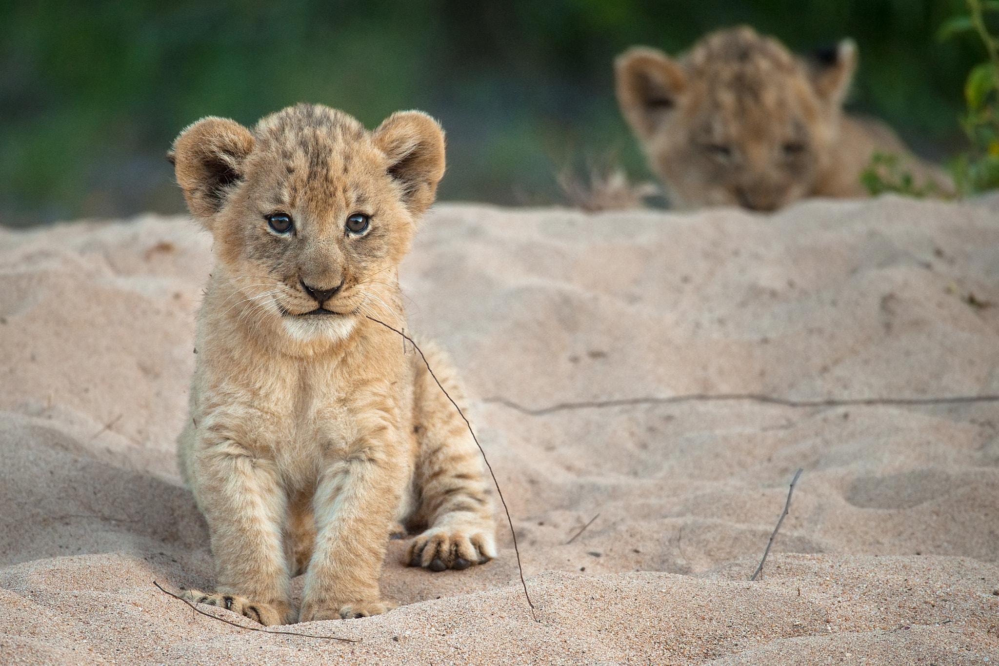 Sigma 150-600mm F5-6.3 DG OS HSM | S sample photo. Lion twins photography