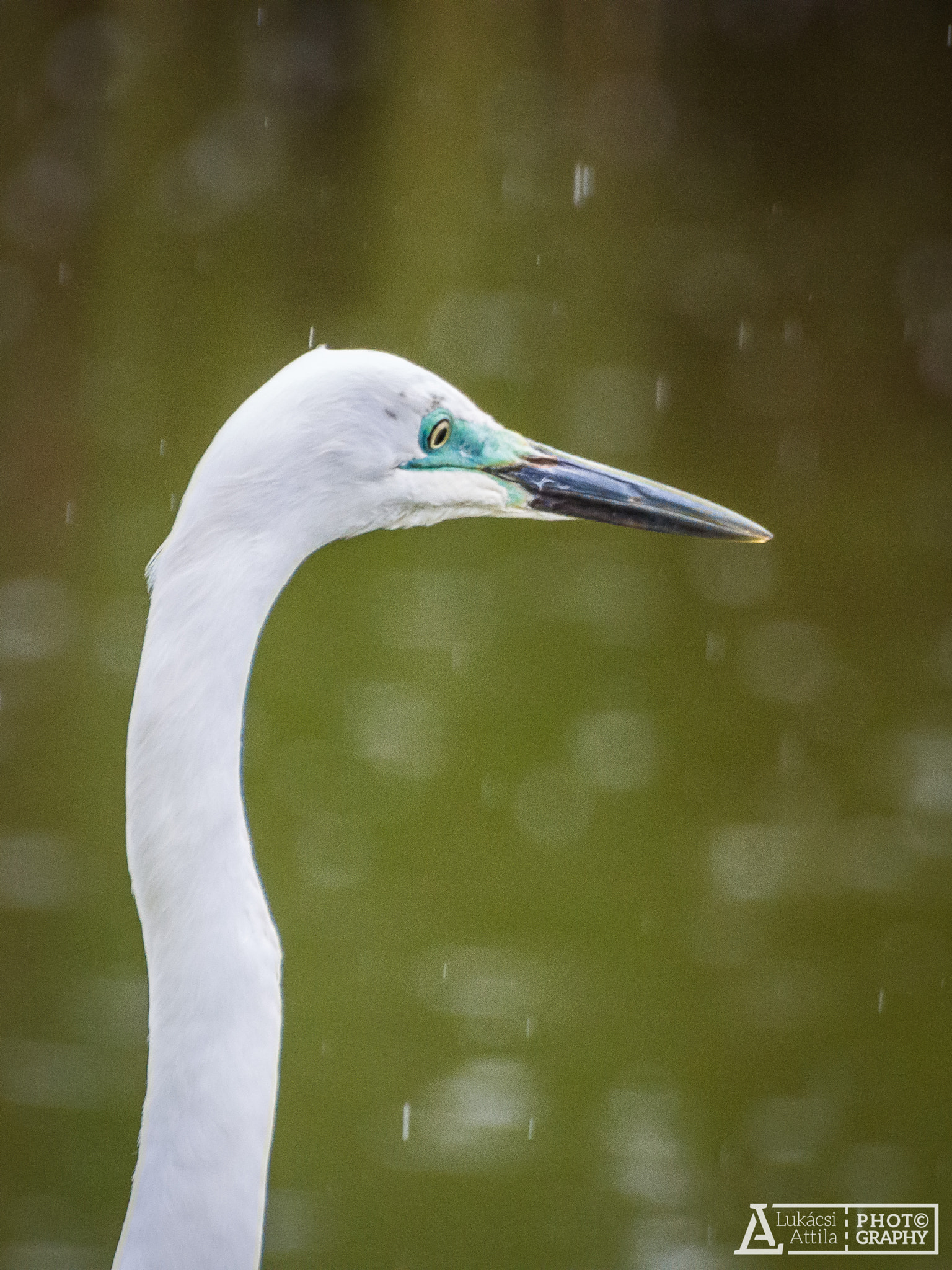 Olympus Zuiko Digital ED 70-300mm F4.0-5.6 sample photo. Rainy portrait photography
