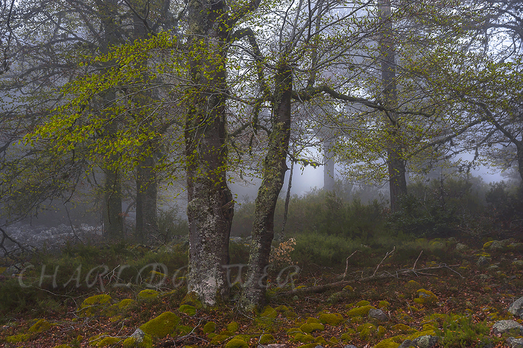 AF Zoom-Nikkor 28-105mm f/3.5-4.5D IF sample photo. Robledillo dia photography