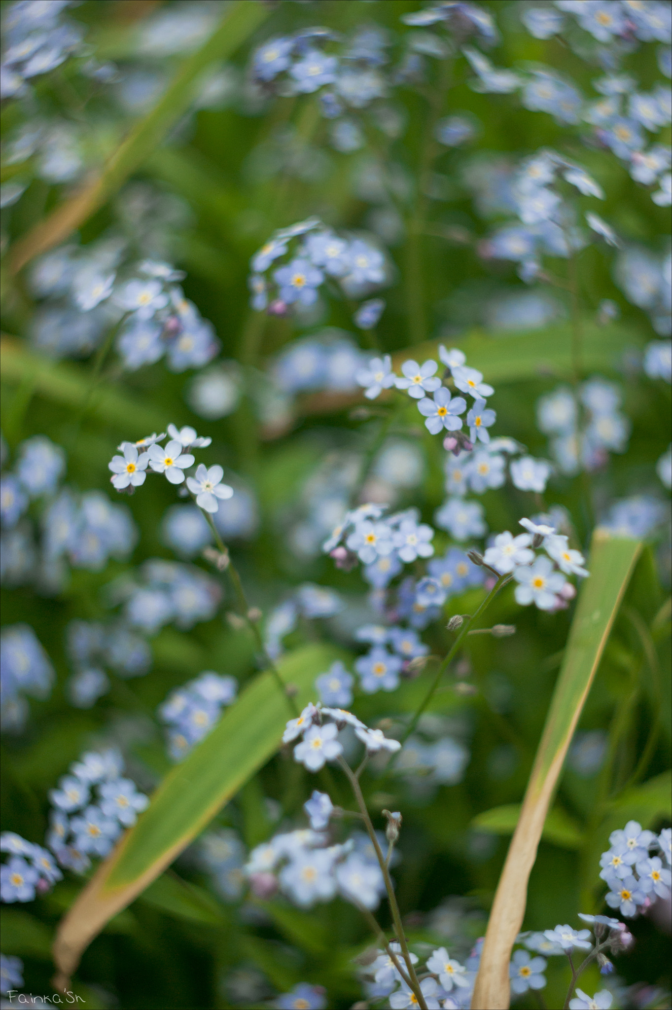 Sony Alpha DSLR-A290 + Minolta AF 50mm F1.7 sample photo. Little blue photography