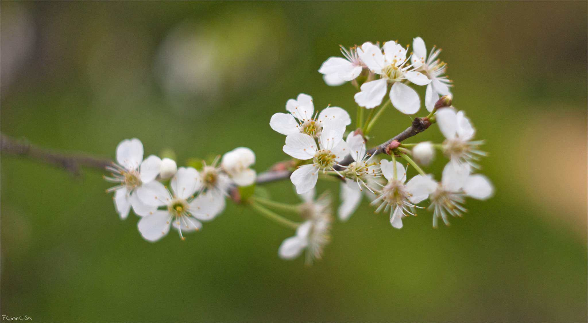 Sony Alpha DSLR-A290 + Minolta AF 50mm F1.7 sample photo. Appletree photography