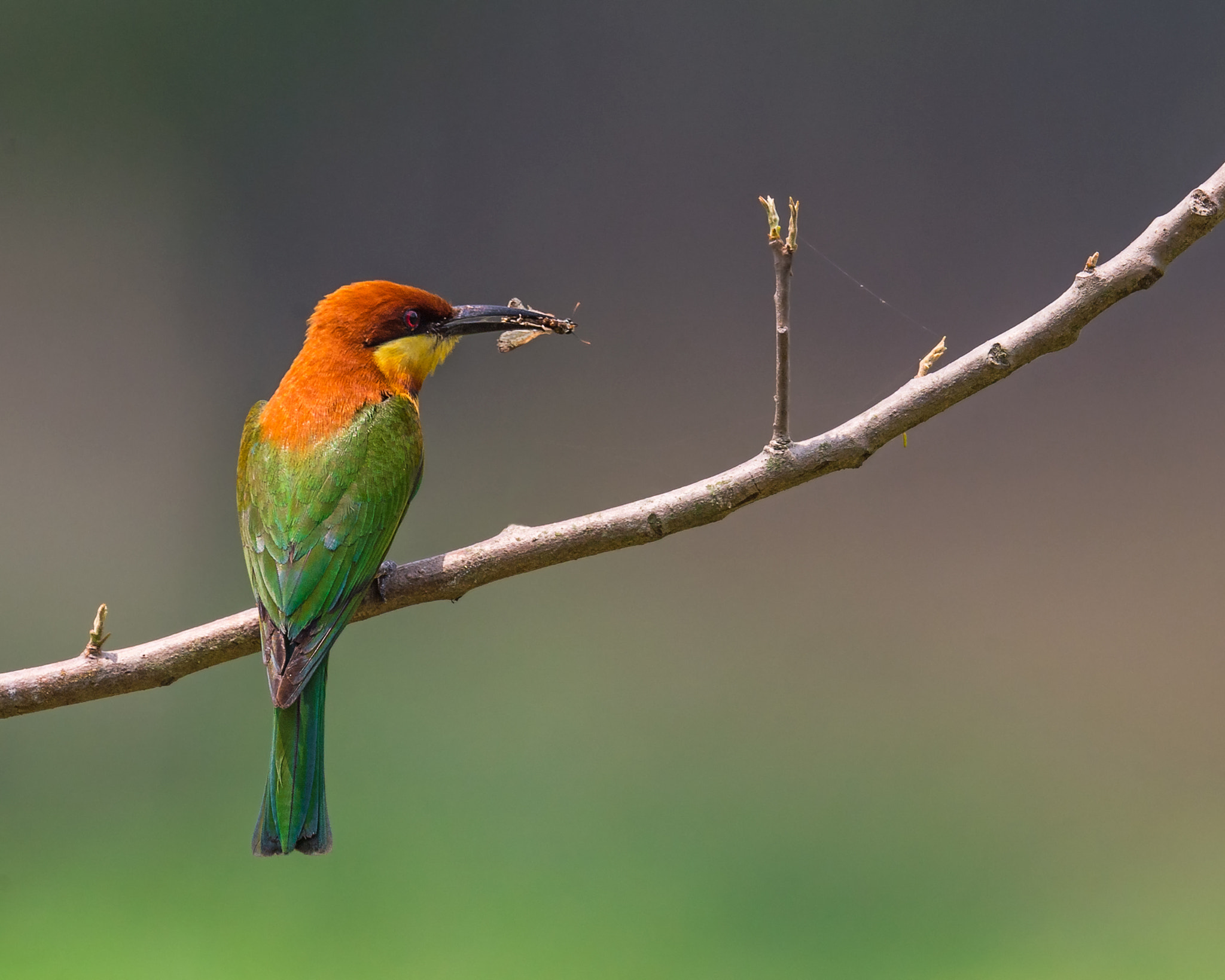 Nikon AF-S Nikkor 800mm F5.6E FL ED VR sample photo. খযরমথ সইচর chestnut-headed bee-eater merops leschenaulti photography