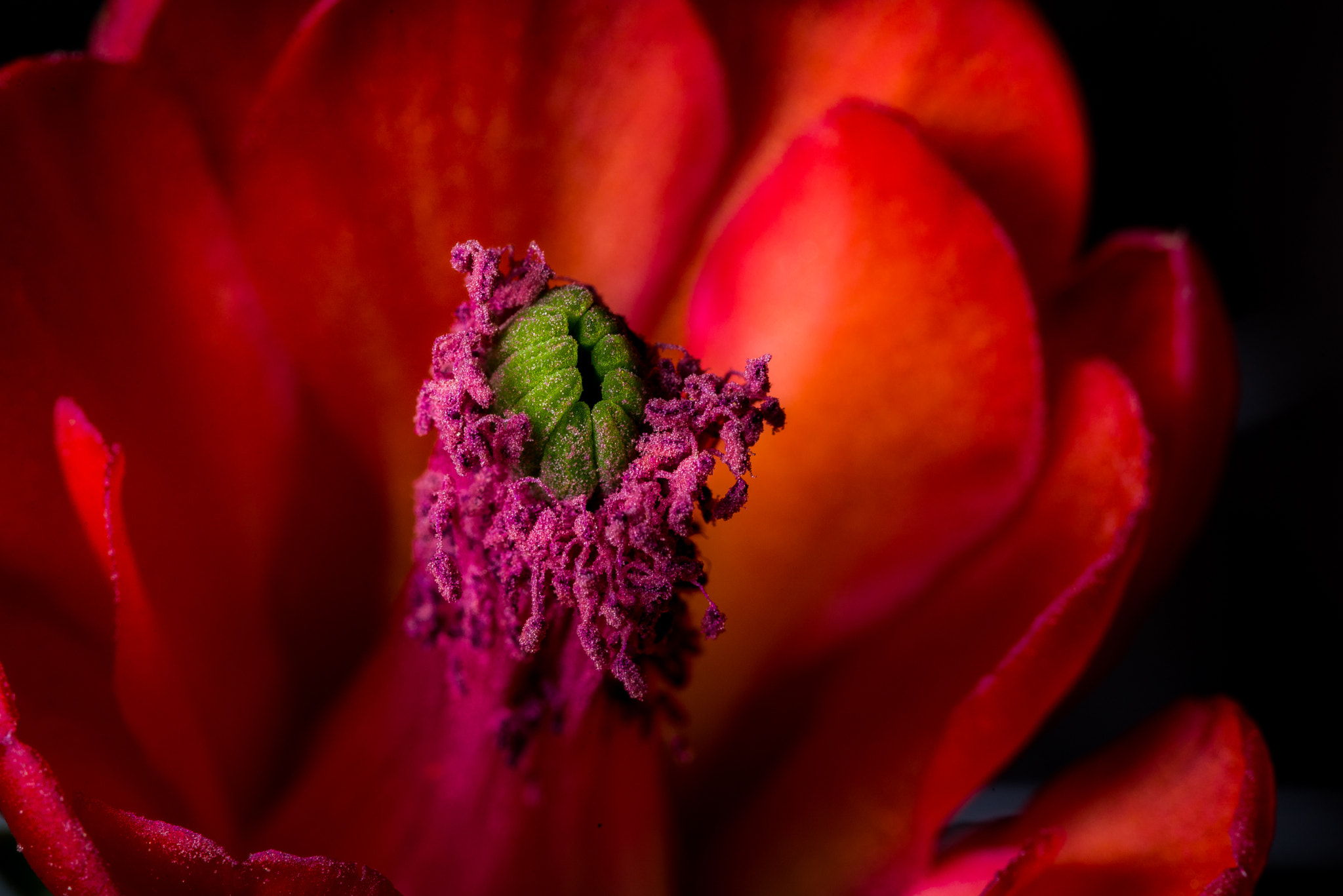 Nikon D600 sample photo. King's cup photography