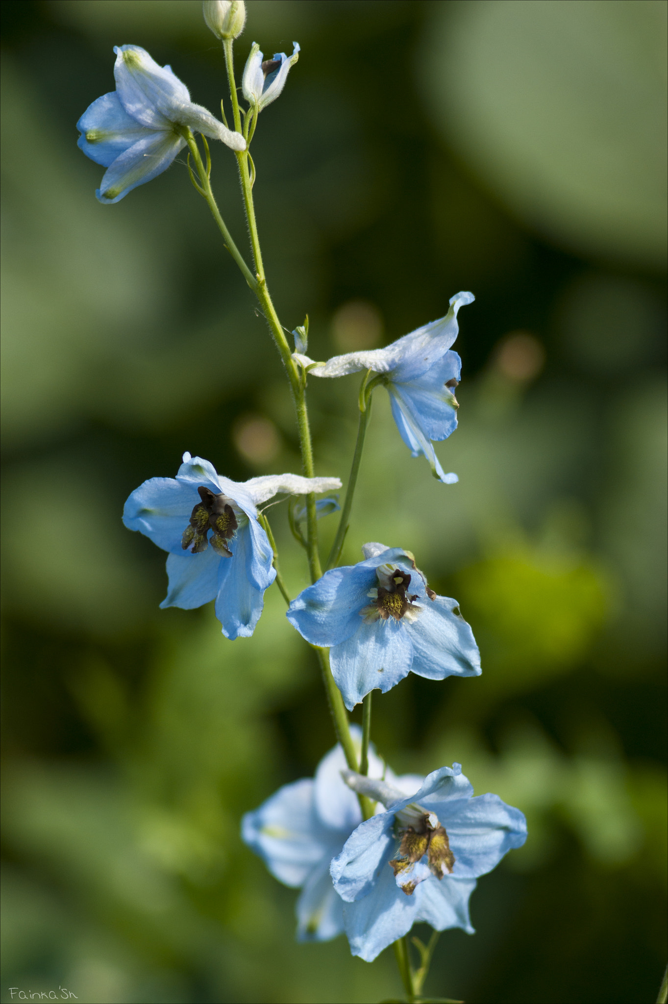 Sony Alpha DSLR-A290 + Minolta AF 50mm F1.7 sample photo. Blue photography