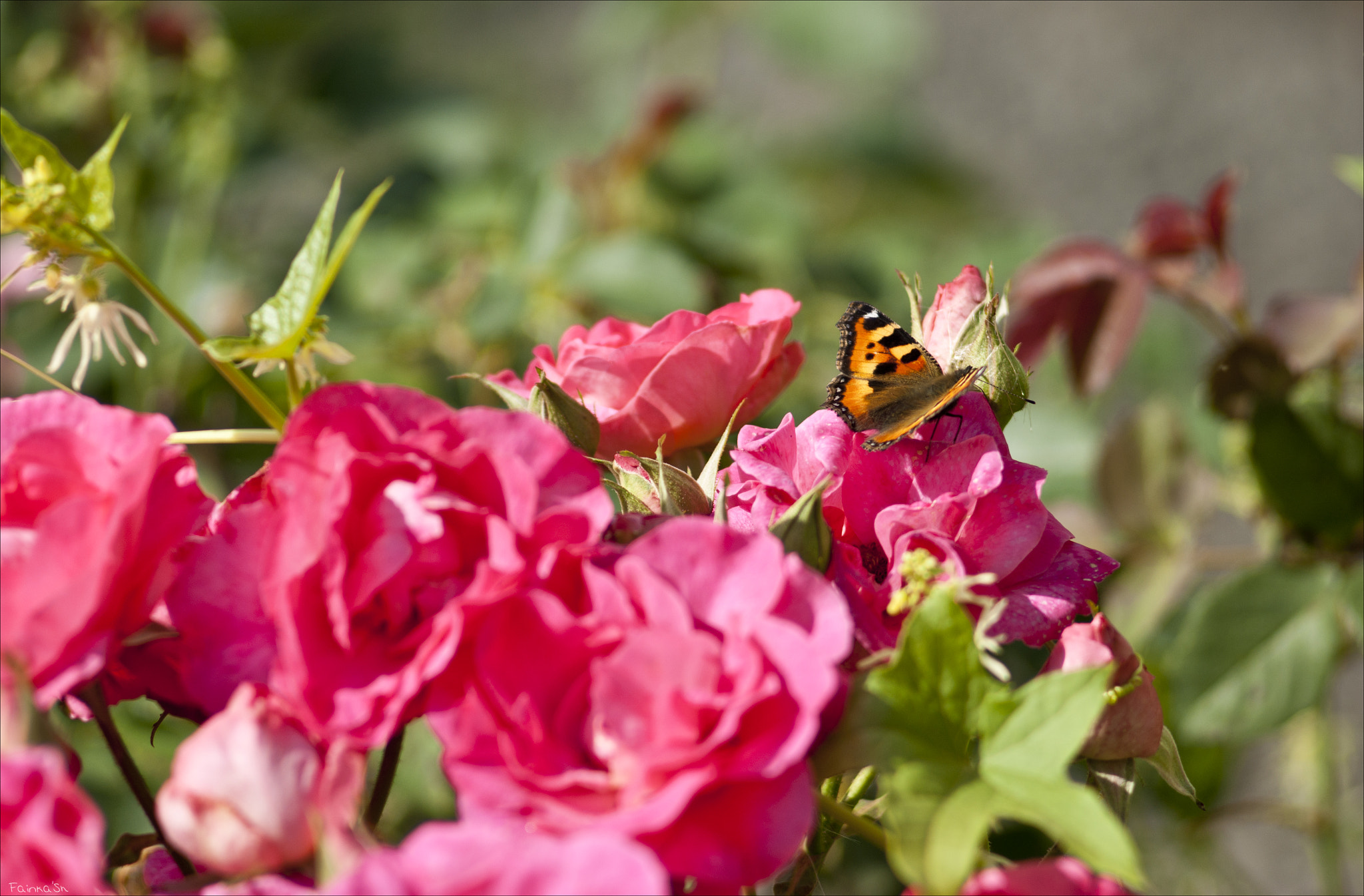 Sony Alpha DSLR-A290 + Minolta AF 50mm F1.7 sample photo. Dacha's roses photography