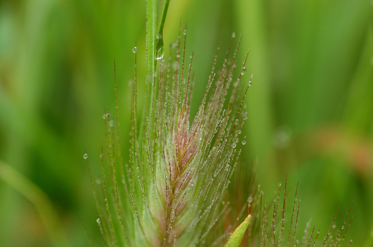 Nikon D70s + Sigma Macro 90mm F2.8 sample photo. A photography