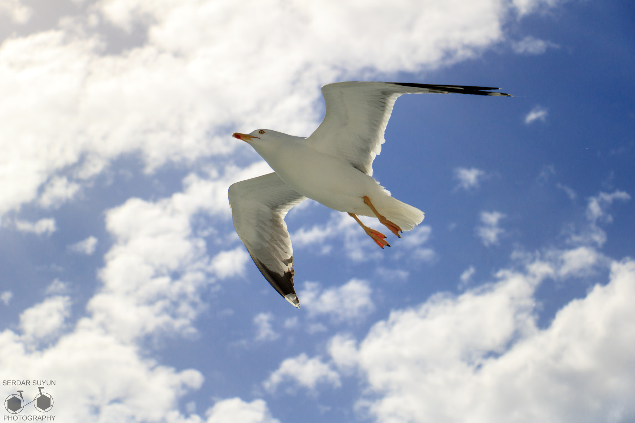 Canon EF-S 18-135mm F3.5-5.6 IS STM sample photo. Seagull photography