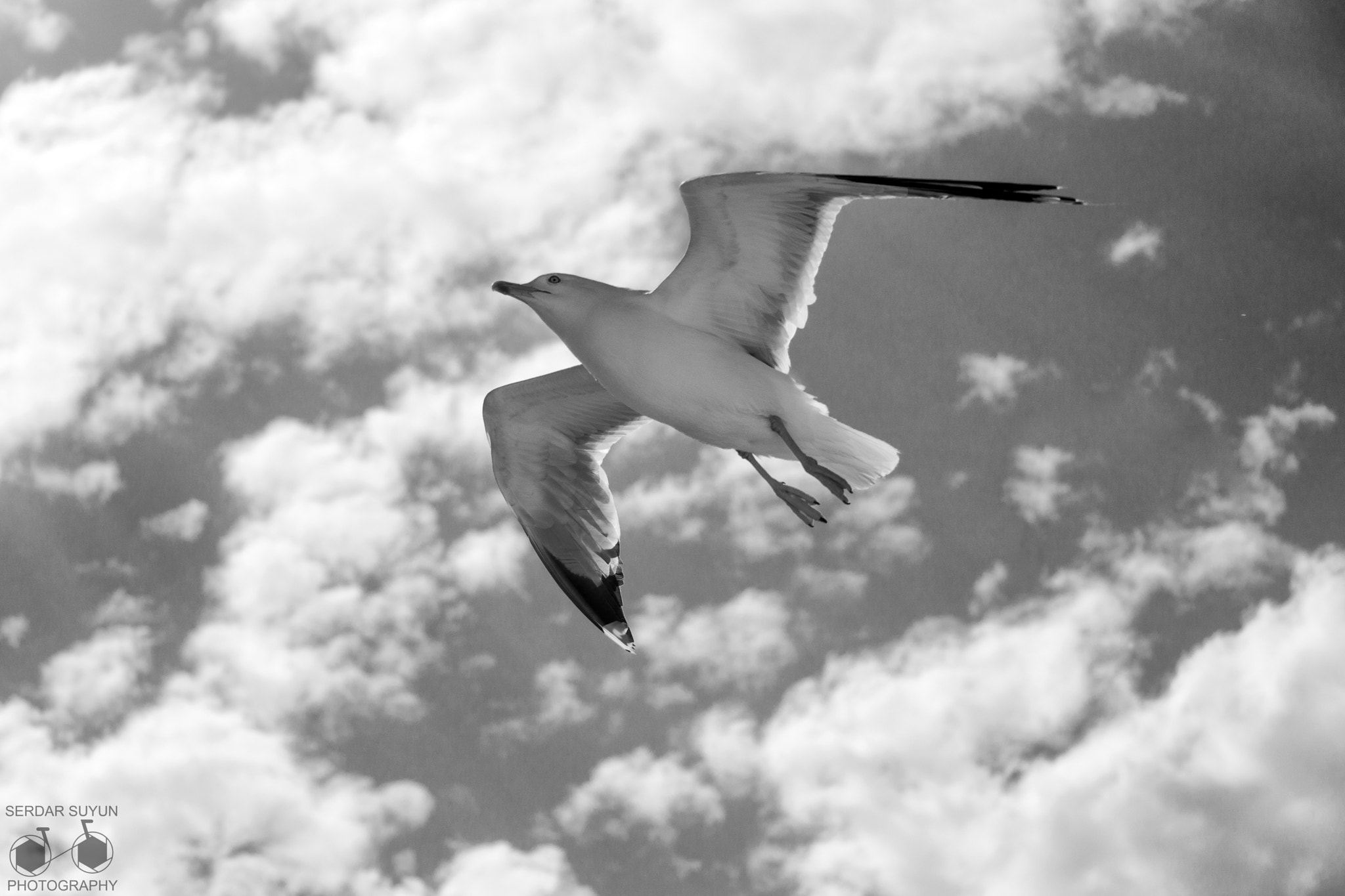 Canon EF-S 18-135mm F3.5-5.6 IS STM sample photo. Seagull photography
