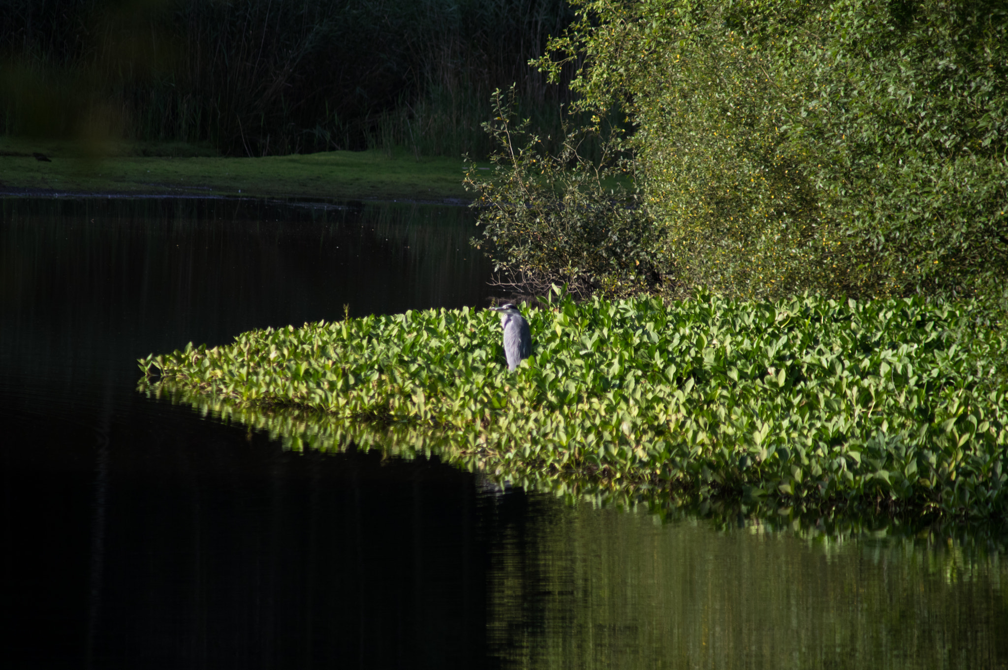 Pentax K-3 + smc PENTAX-F 100-300mm F4.5-5.6 sample photo. Grey heron photography