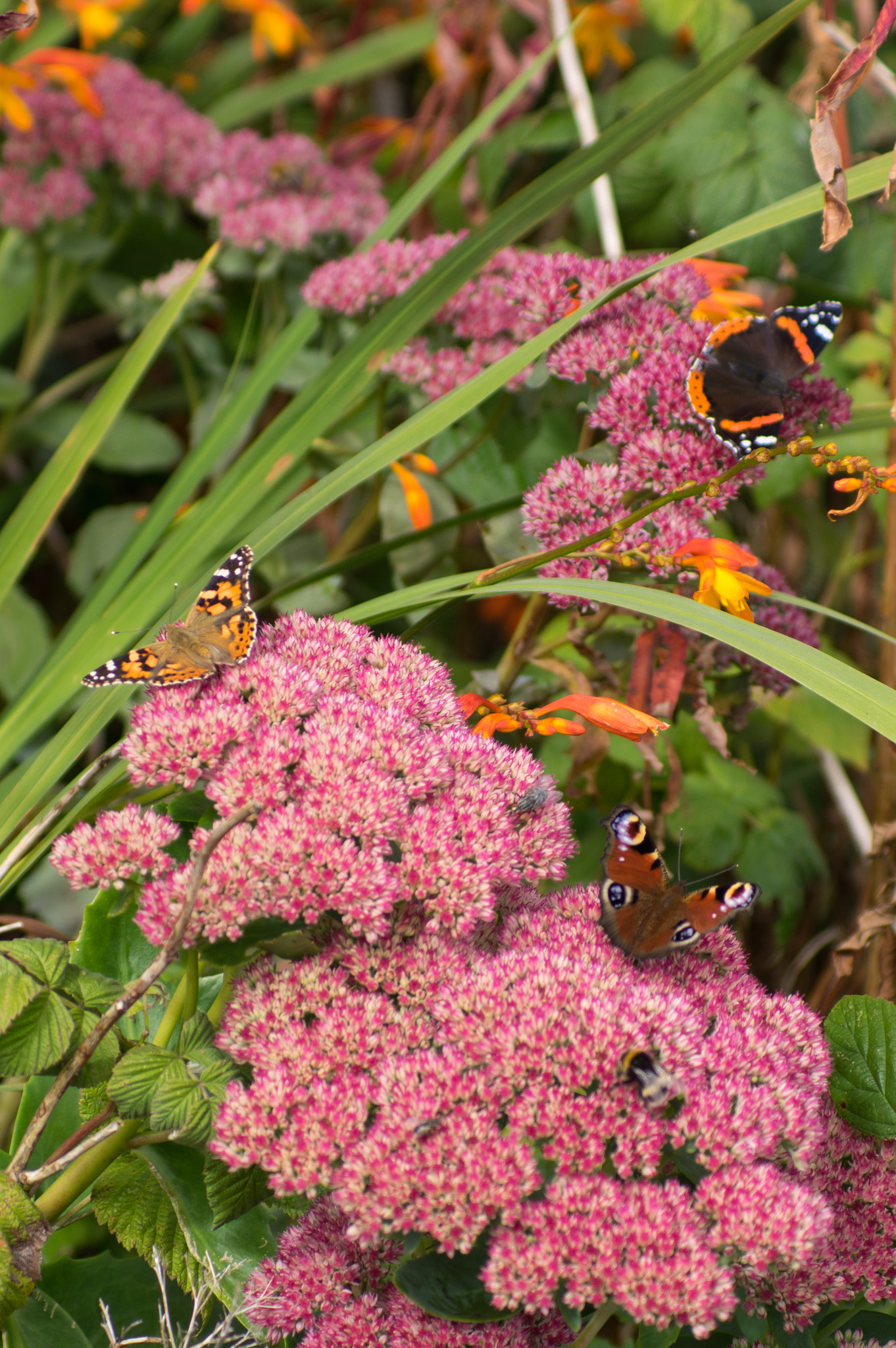 Pentax K-3 sample photo. Three in one photography