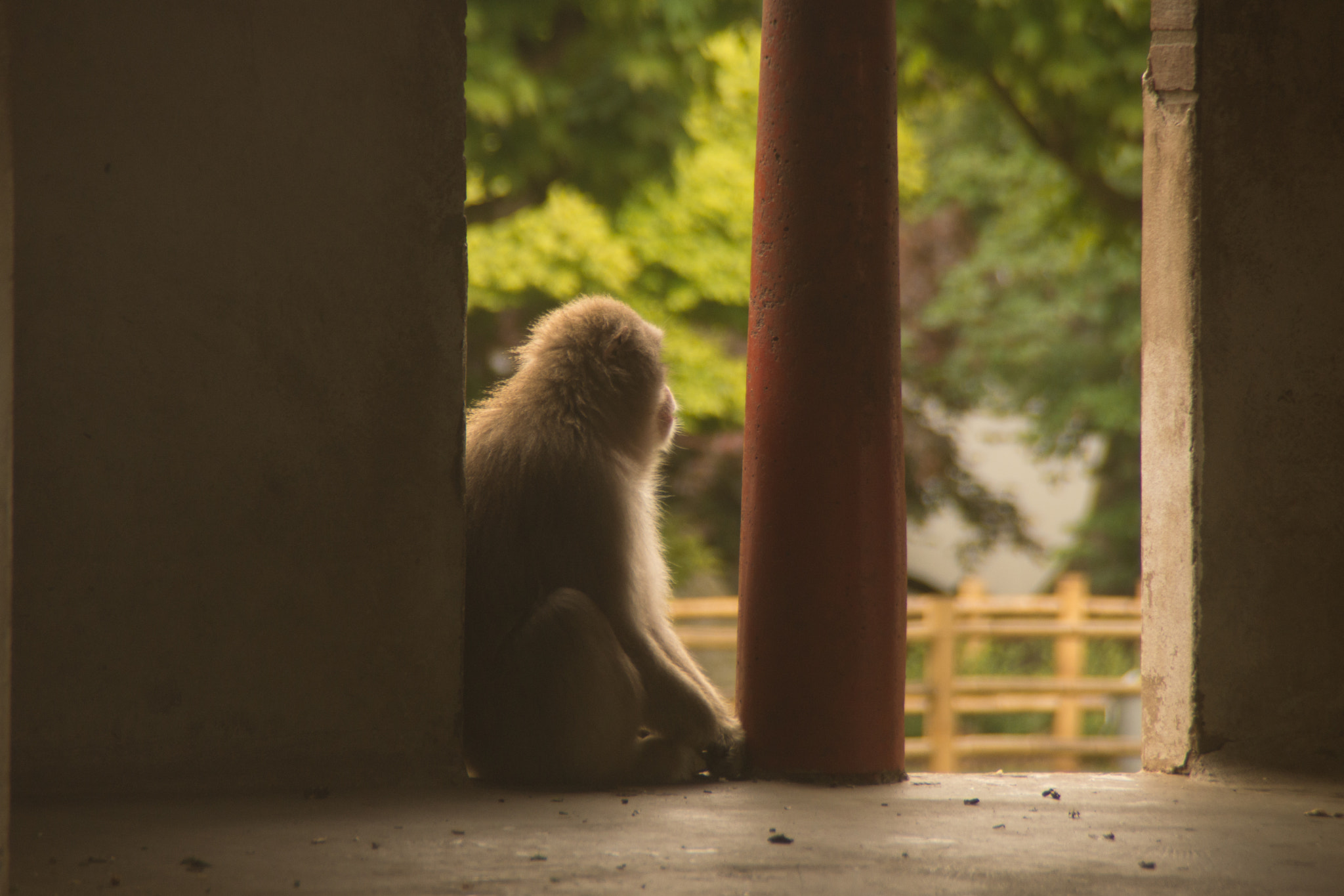 Sony SLT-A65 (SLT-A65V) sample photo. Aap photography