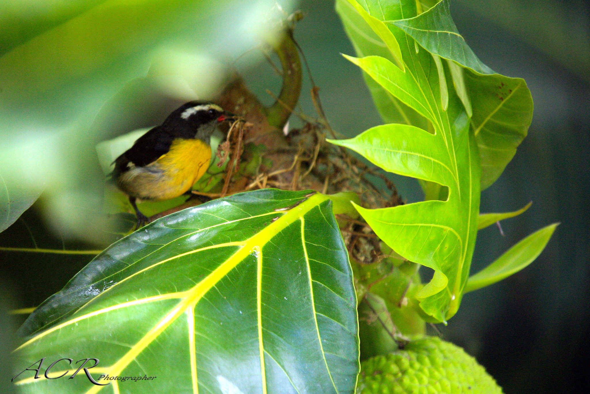 Sigma 50-500mm f/4-6.3 APO HSM EX sample photo. Reinita común / bananaquit photography