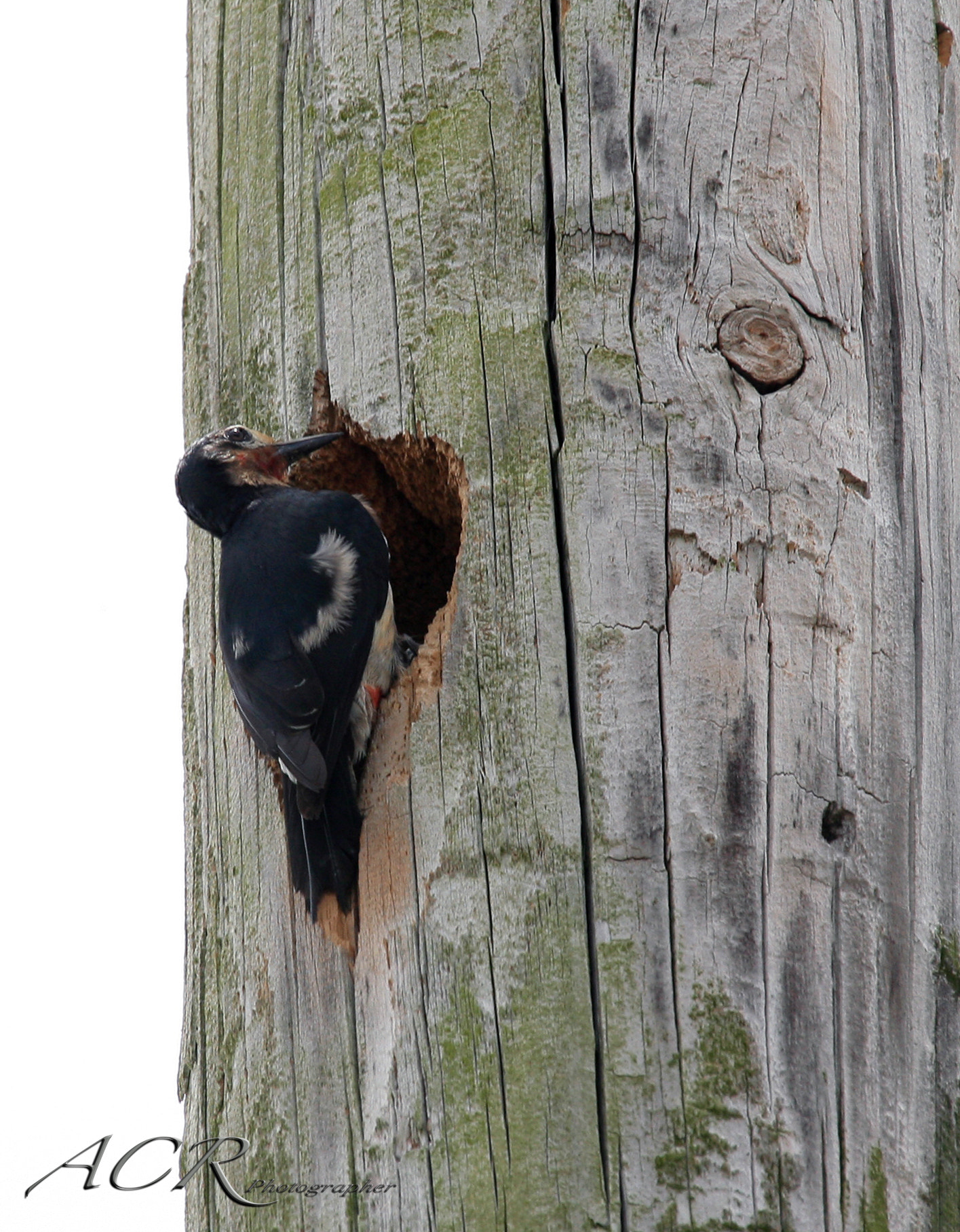 Sigma 50-500mm f/4-6.3 APO HSM EX sample photo. Pájaro carpintero / puerto rican woodpecker photography